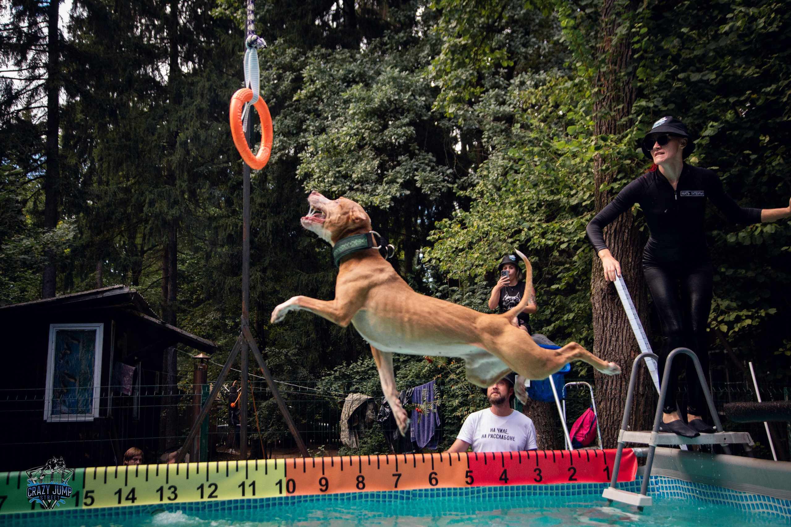 Собаки, спорт, Док дайвинг. Свадебный и репортажный фотограф в Москве и Московской области