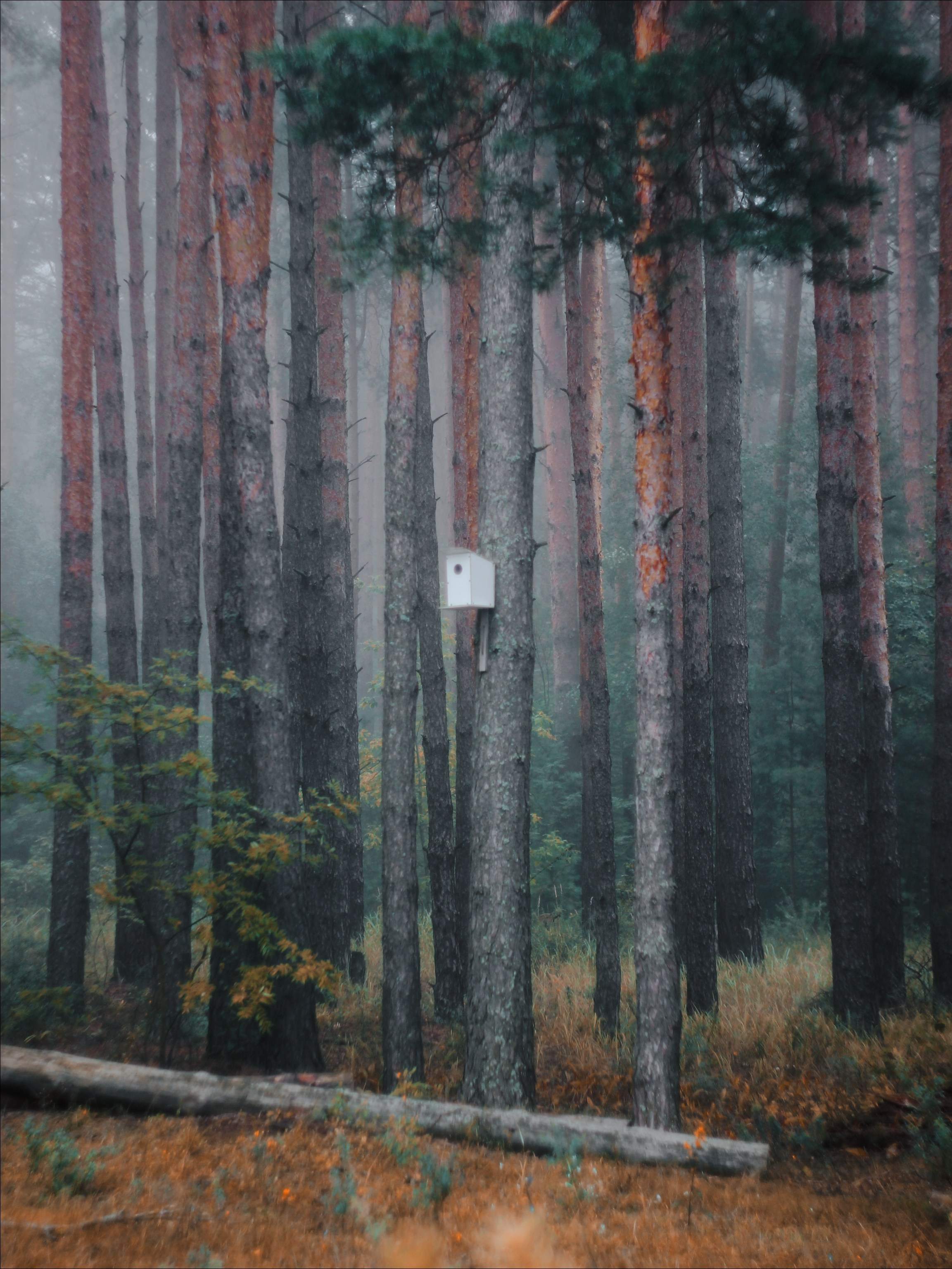 Меланхолия августа. С любовью, фотохудожник