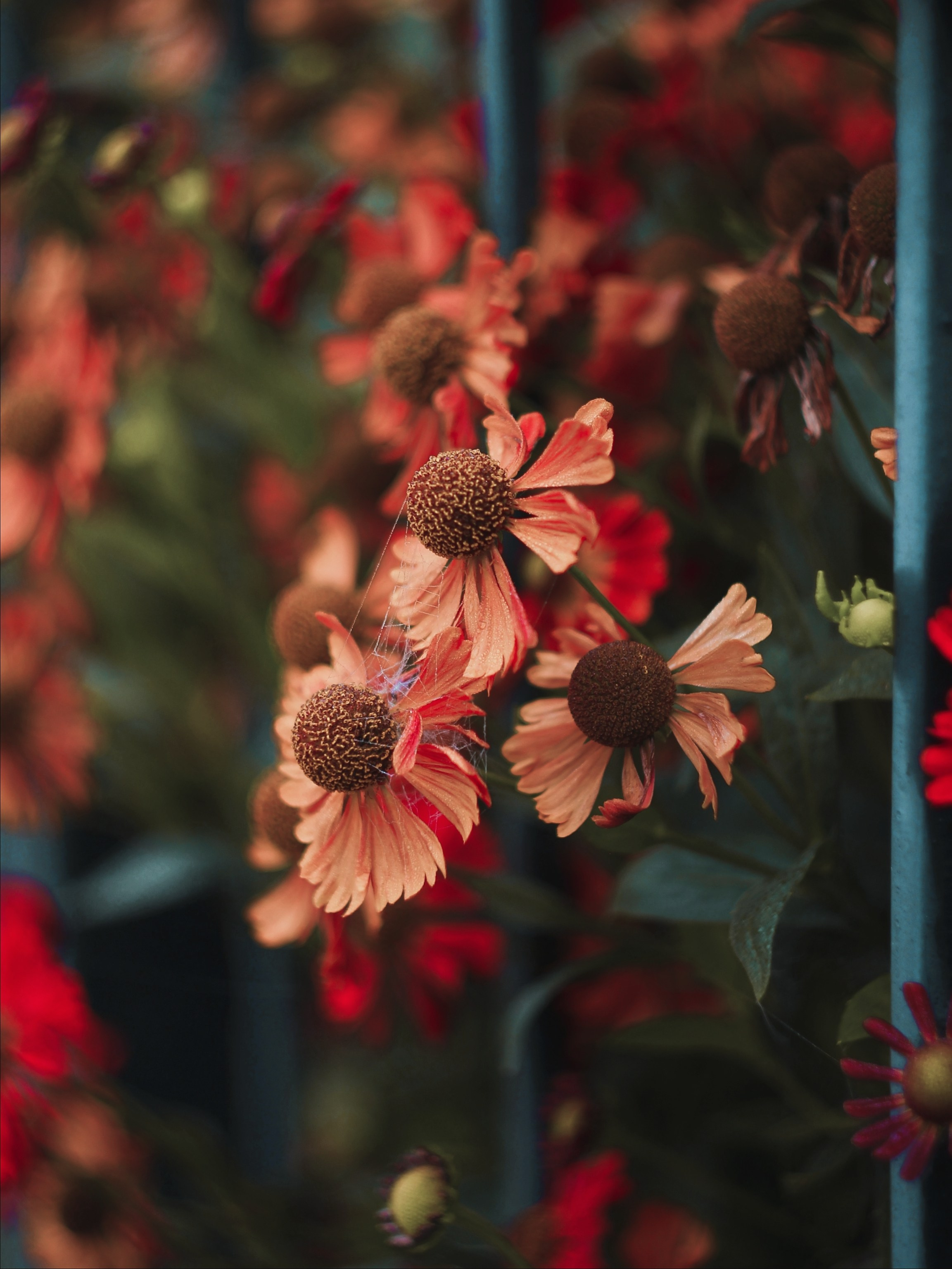 Меланхолия августа. С любовью, фотохудожник