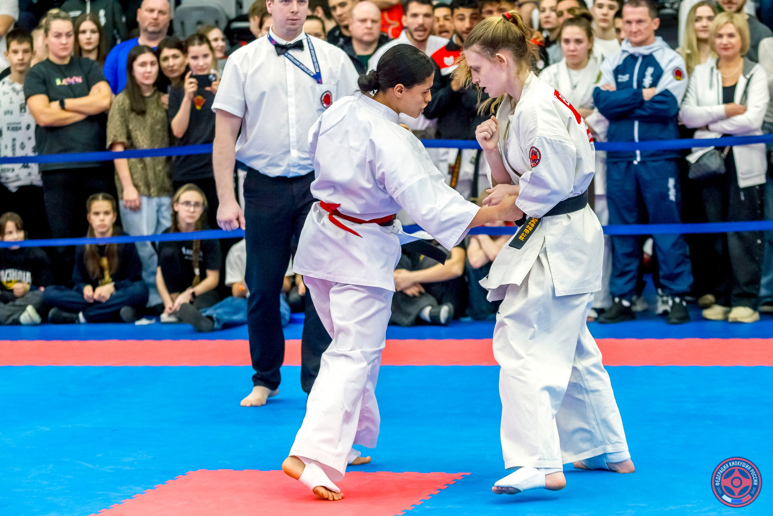 Международный турнир по киокушин «Открытый кубок Seiken». Репортажная съемка в Москве и области. Анималистика