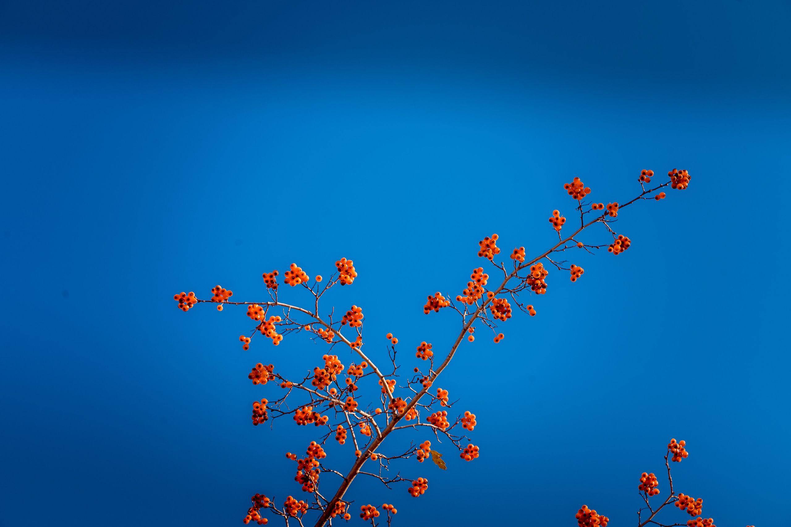 Пища для глаз. Ваш фотограф Северск | Томск