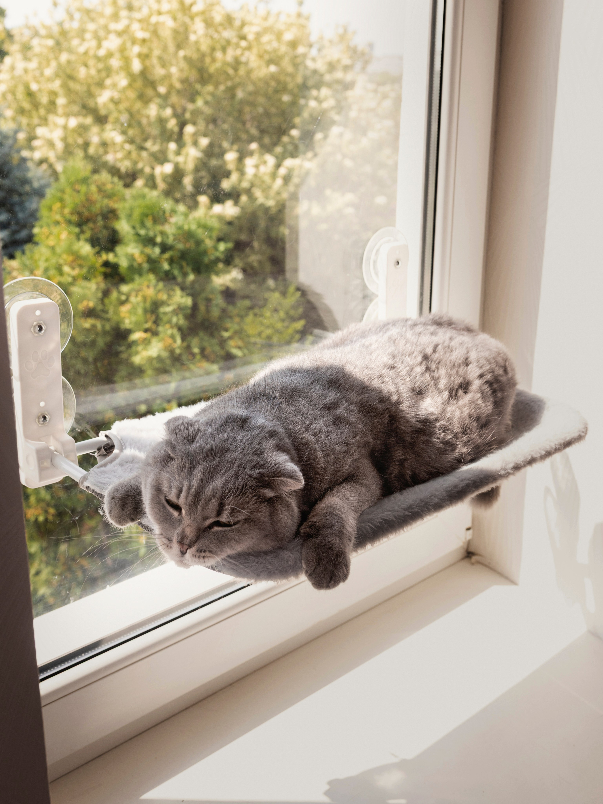 CAT. Агенство визуального контента