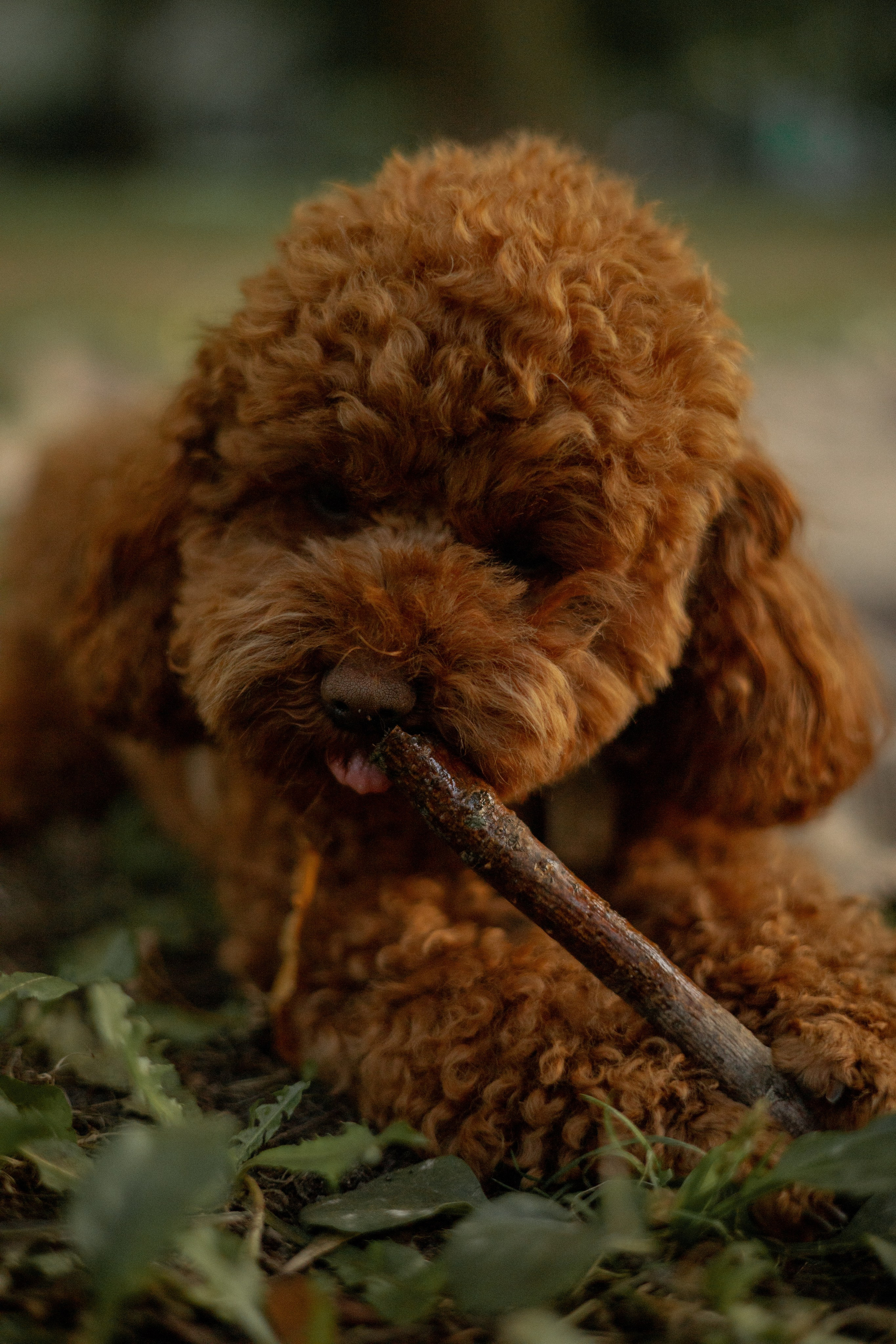 Мишель и её семья. Фотограф — анималист •love-story•|Санкт-Петербург