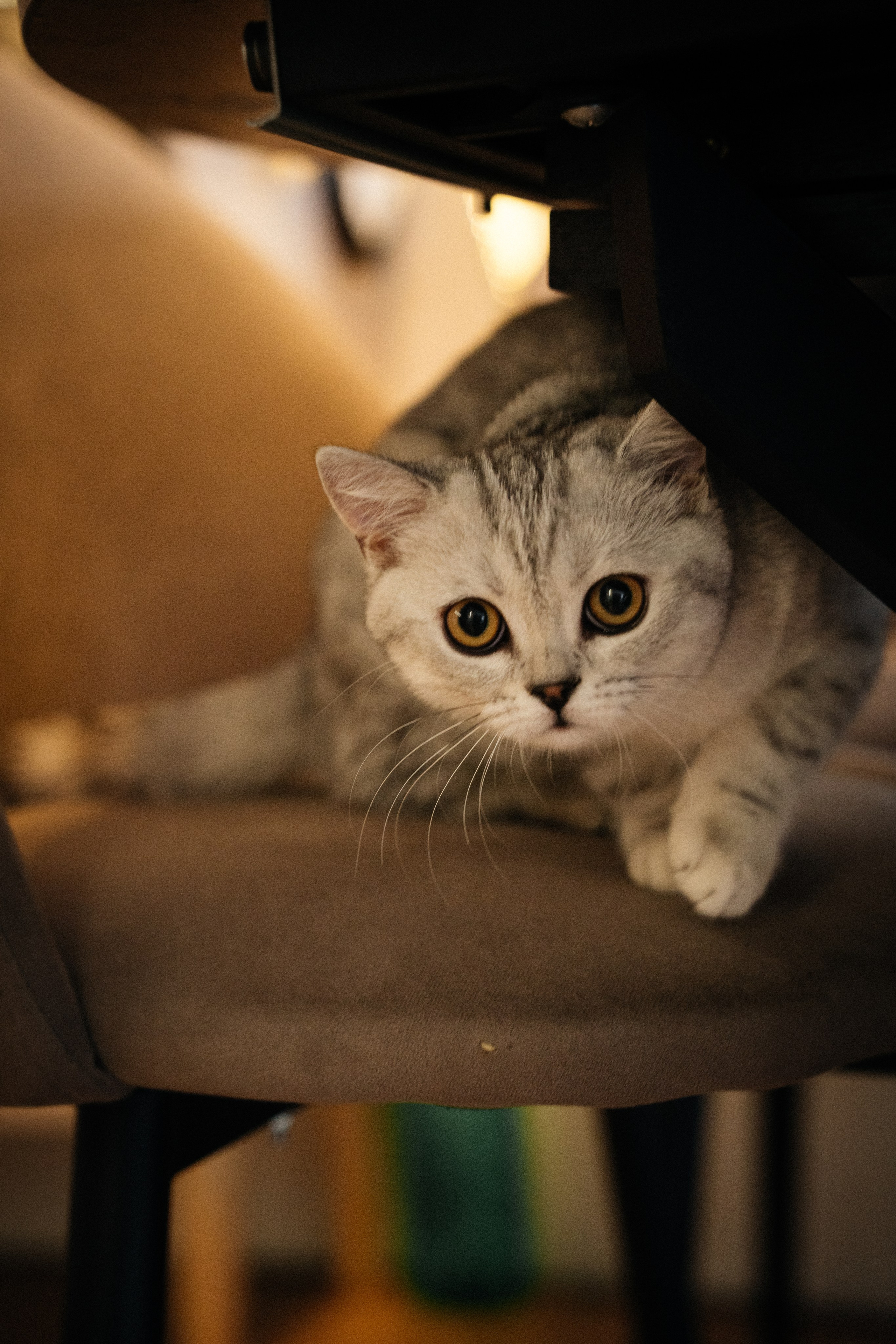 Семья Ксении и Максима. Фотограф | Юлия Арт| Обучение