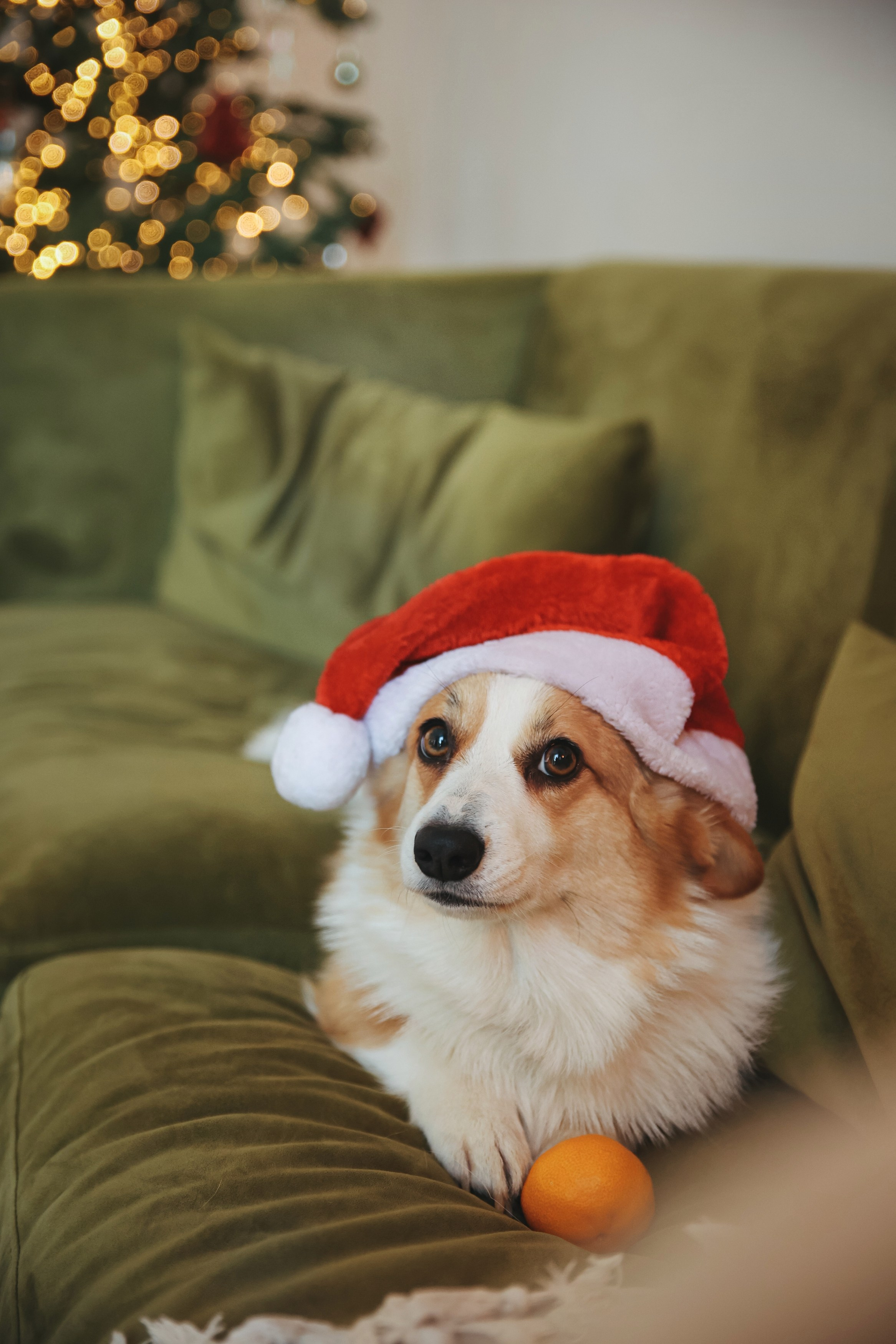 Новогодняя фотосессия во Владимире съемка на новый год фотосессия в студии фотограф во Владимире фотограф в Москве корги. Фотограф Владимир Москва