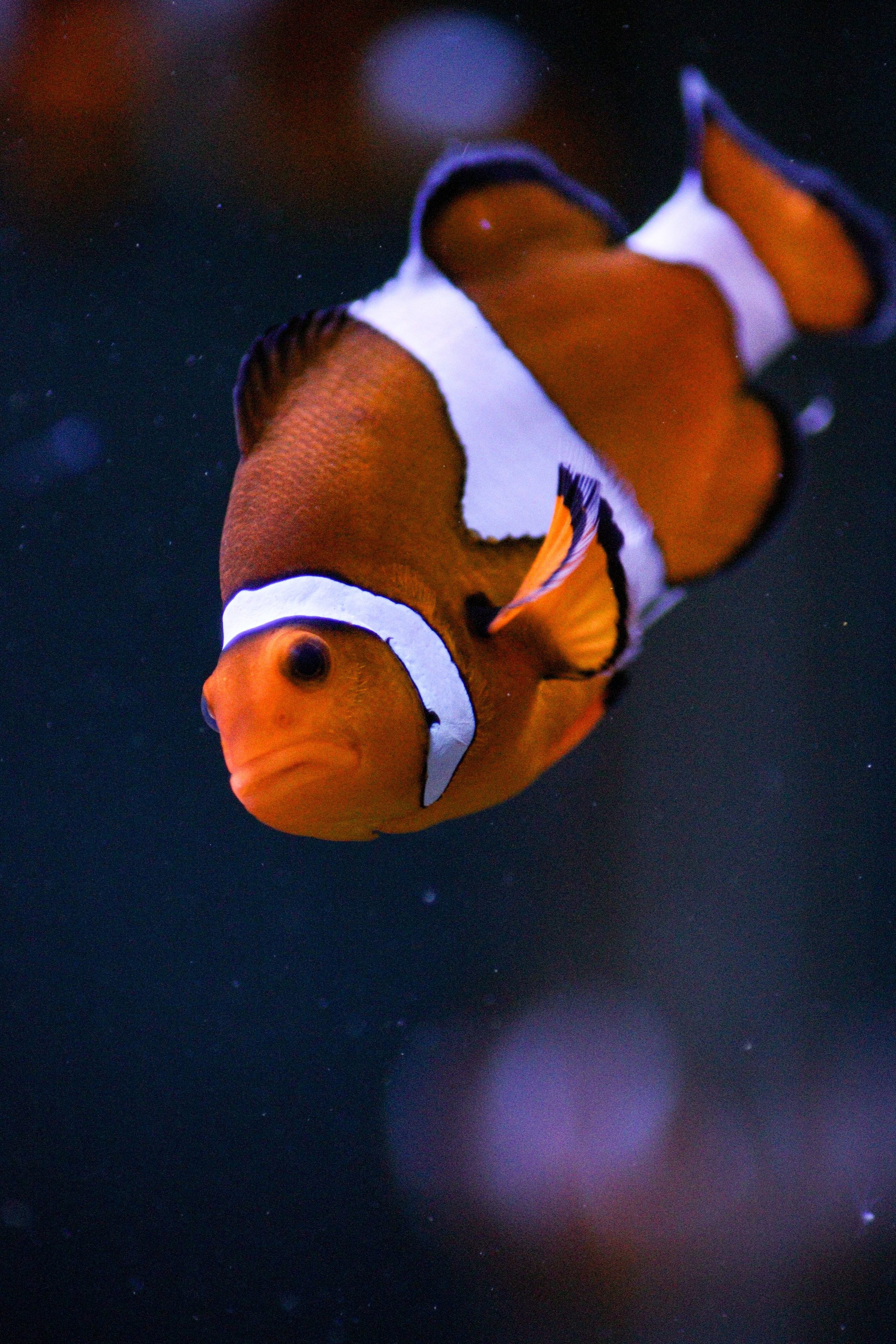 Р А З Н А Я — Ж И В Н О С Т Ь. — Digital Noise —