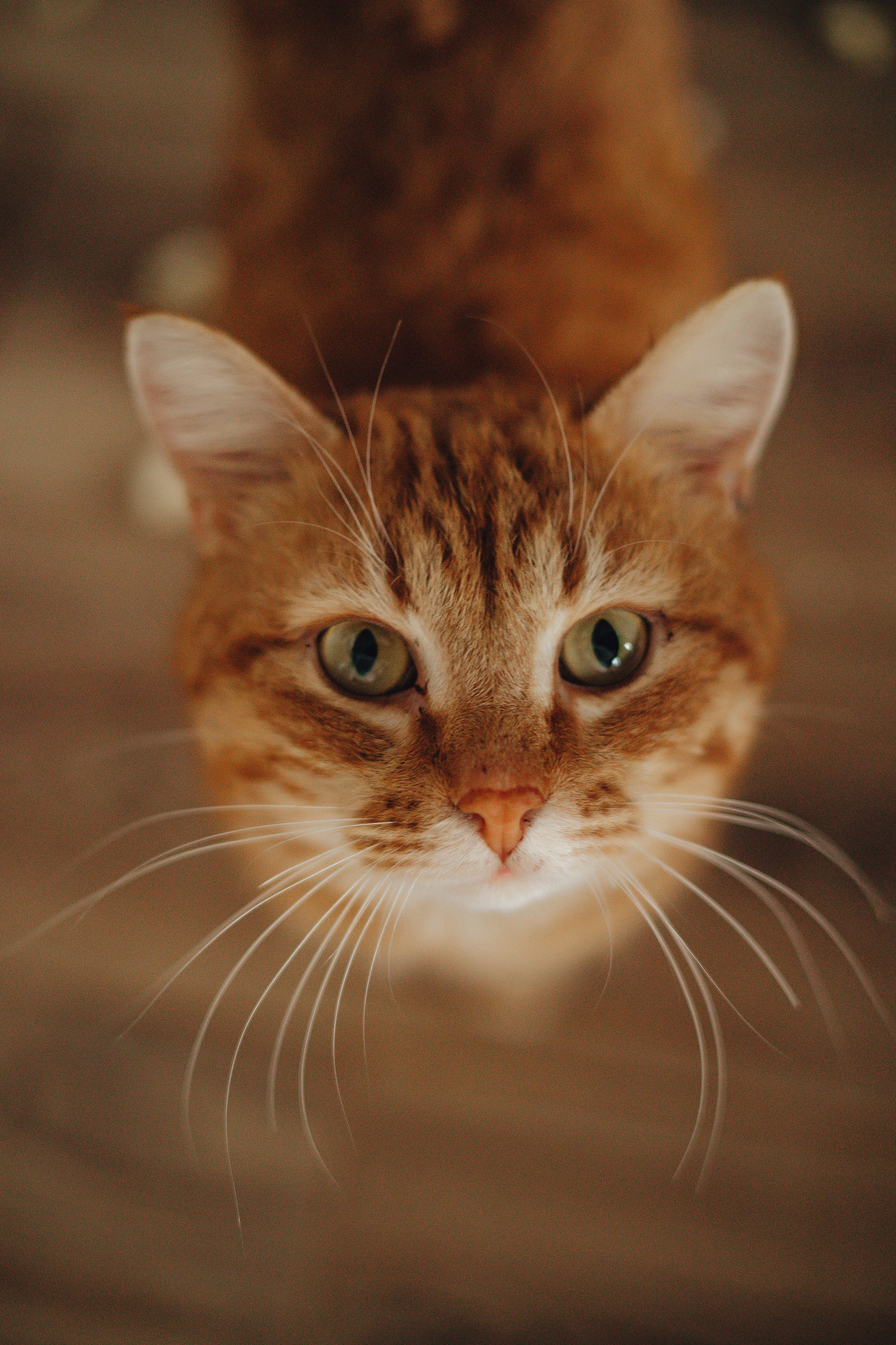 Home — съемка. Свадебный и семейный фотограф Пушкин Царское Село СПБ Питер Санкт-Петербург и Рязань Ольга Козлова