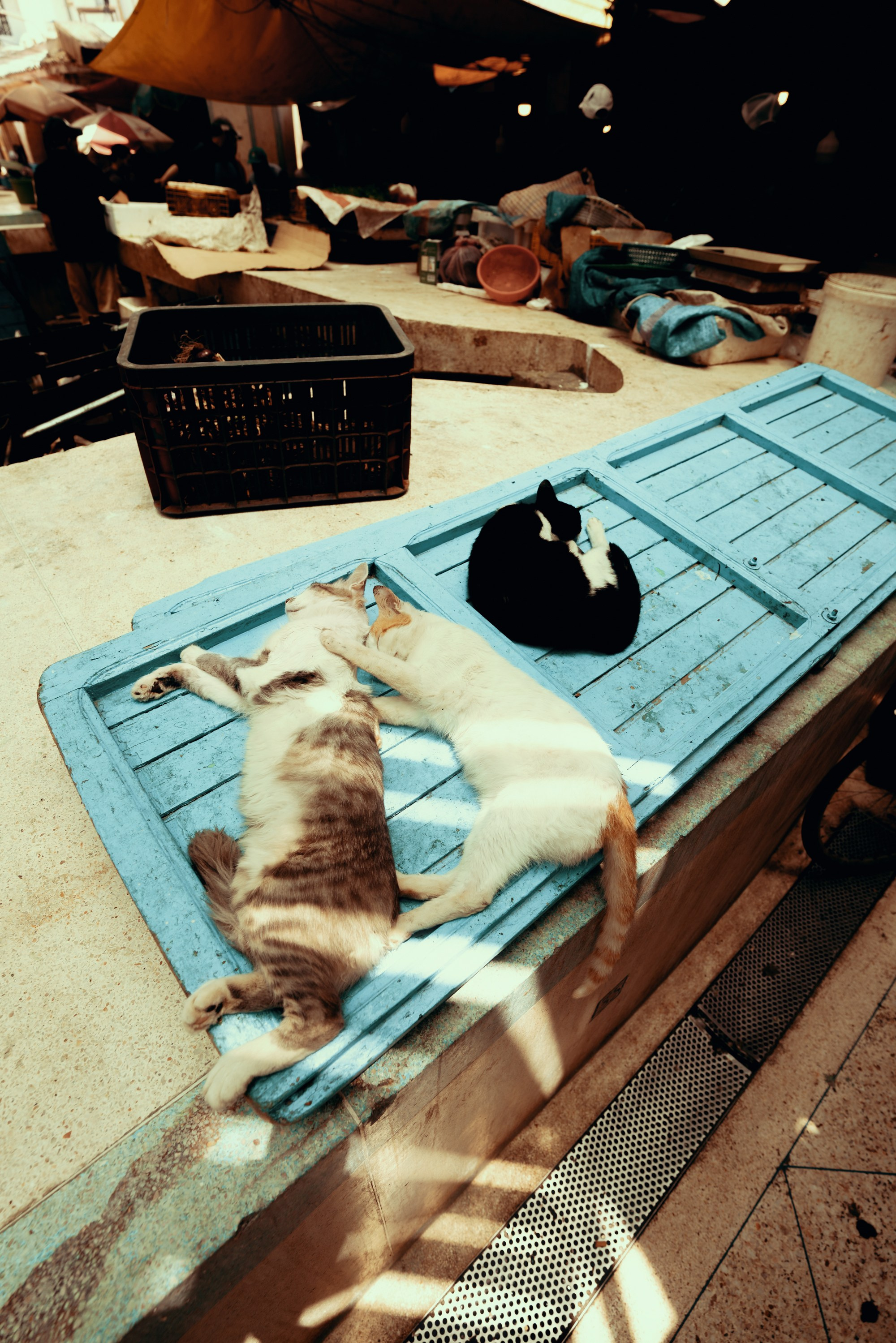 Северная Африка: Тунис, Марокко. Фотограф в Хабаровске. Фотография за 24 часа