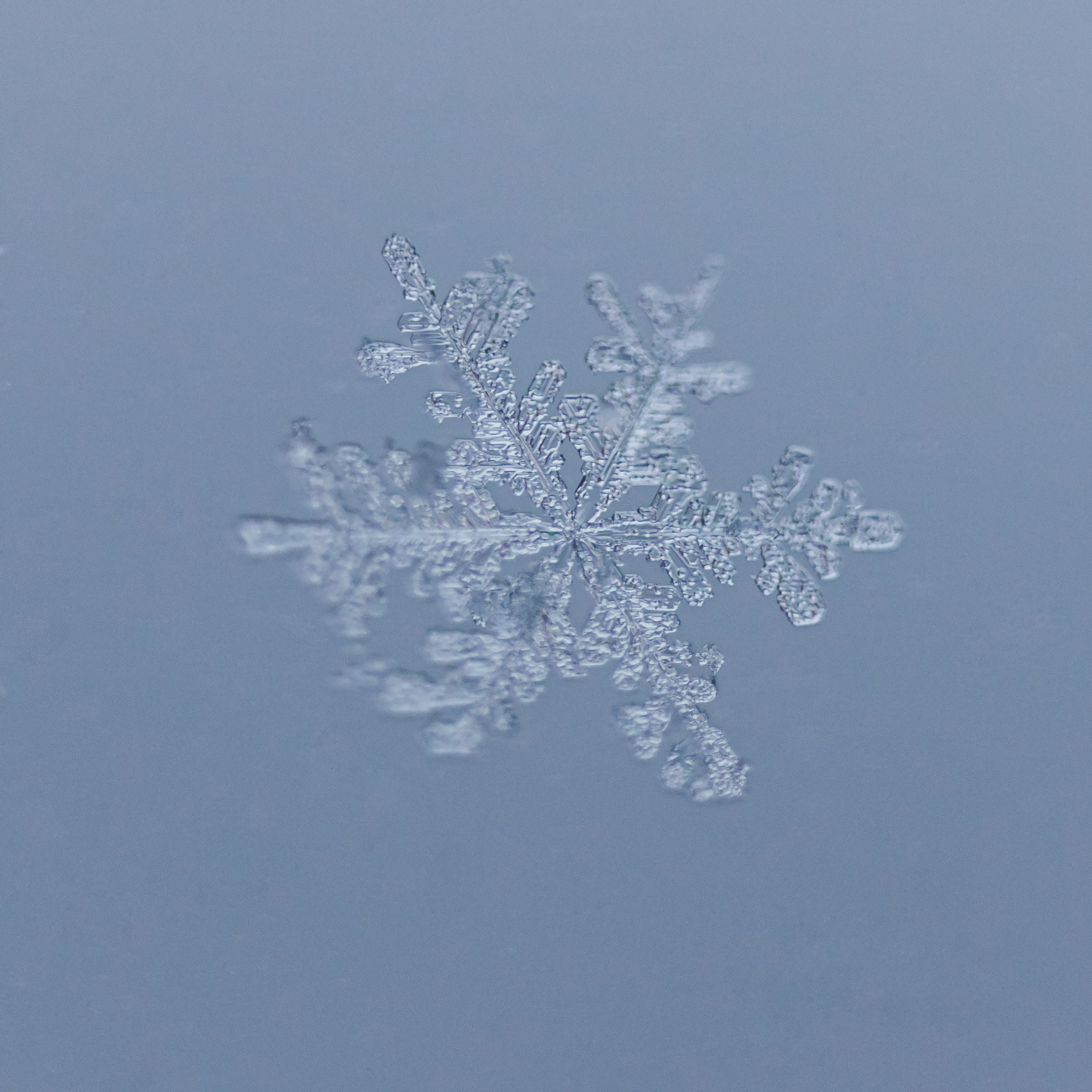Снежинки. Фотограф Евгений Стельмах в Молодечно и Минске