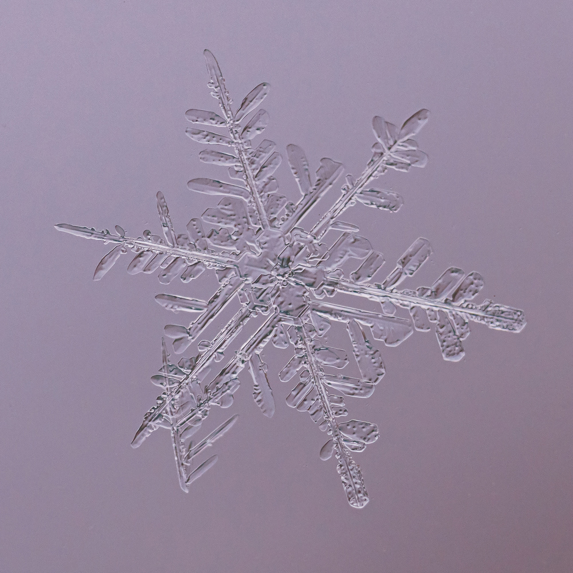 Снежинки. Фотограф Евгений Стельмах в Молодечно и Минске