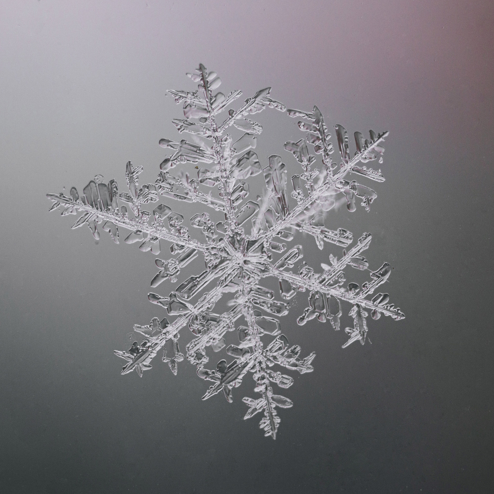 Снежинки. Фотограф Евгений Стельмах в Молодечно и Минске