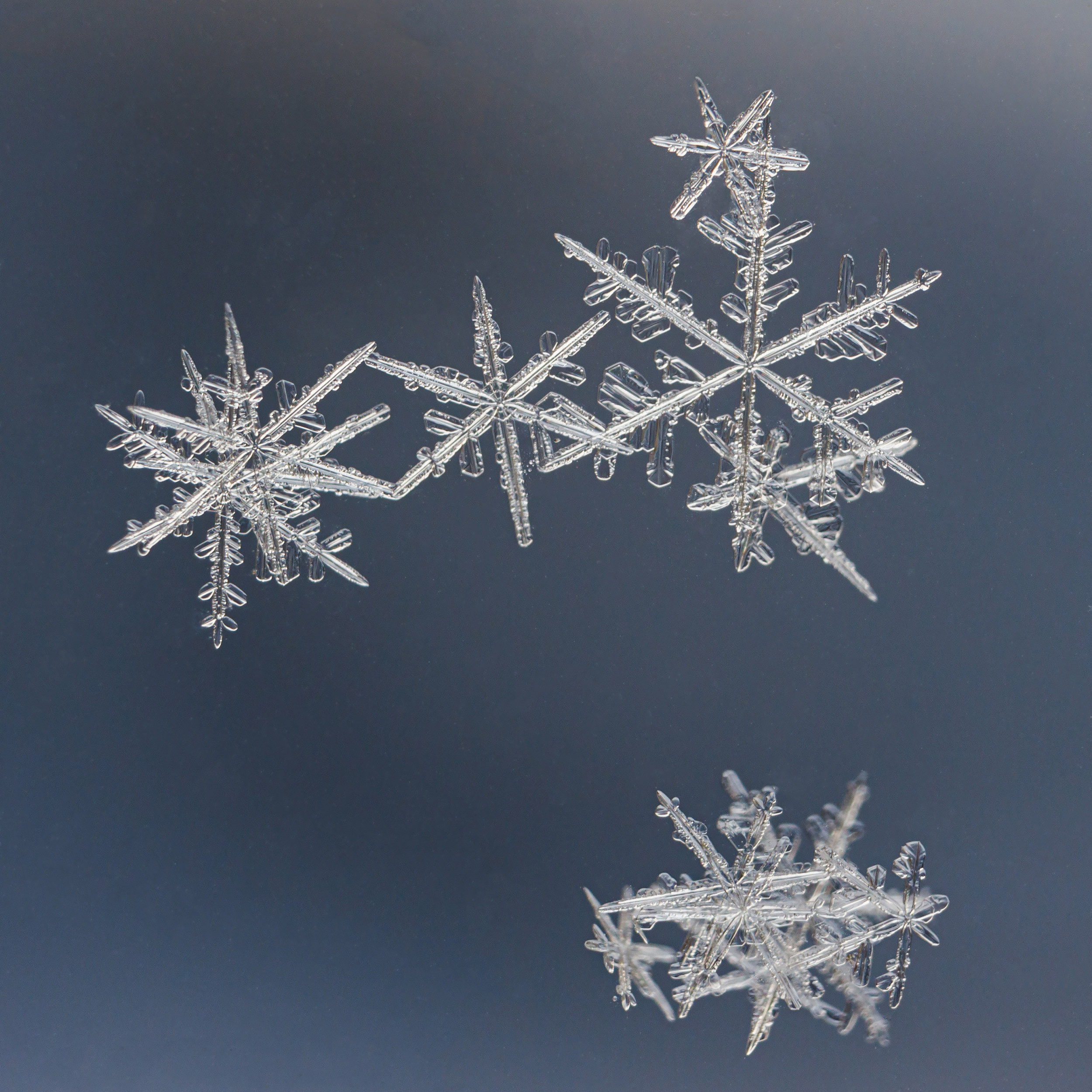 Снежинки. Фотограф Евгений Стельмах в Молодечно и Минске