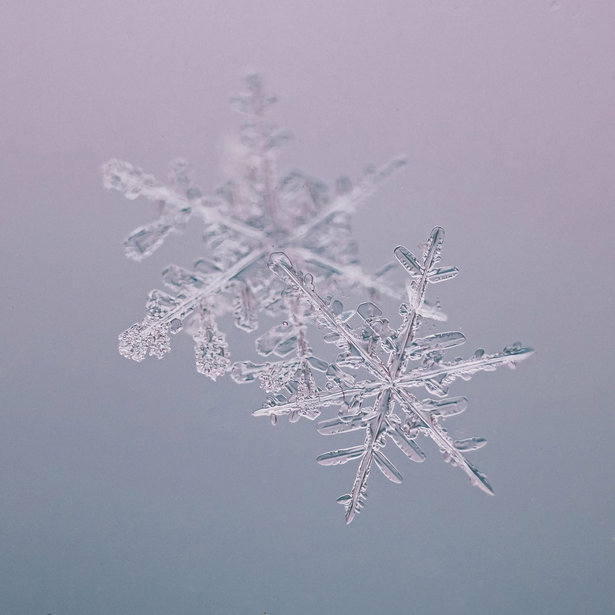 Снежинки. Фотограф Евгений Стельмах в Молодечно и Минске