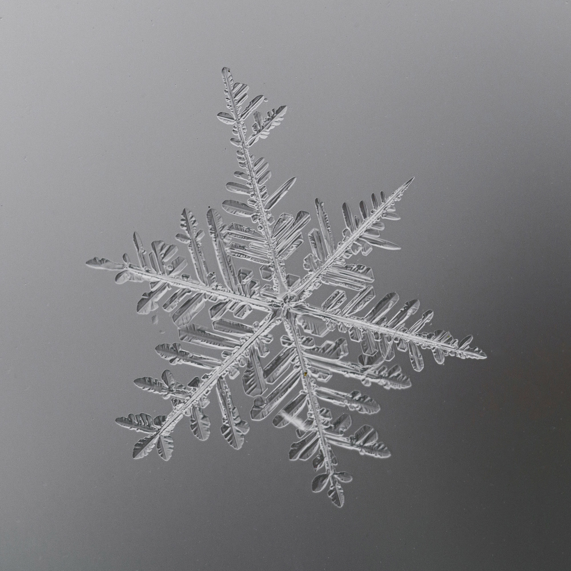 Снежинки. Фотограф Евгений Стельмах в Молодечно и Минске