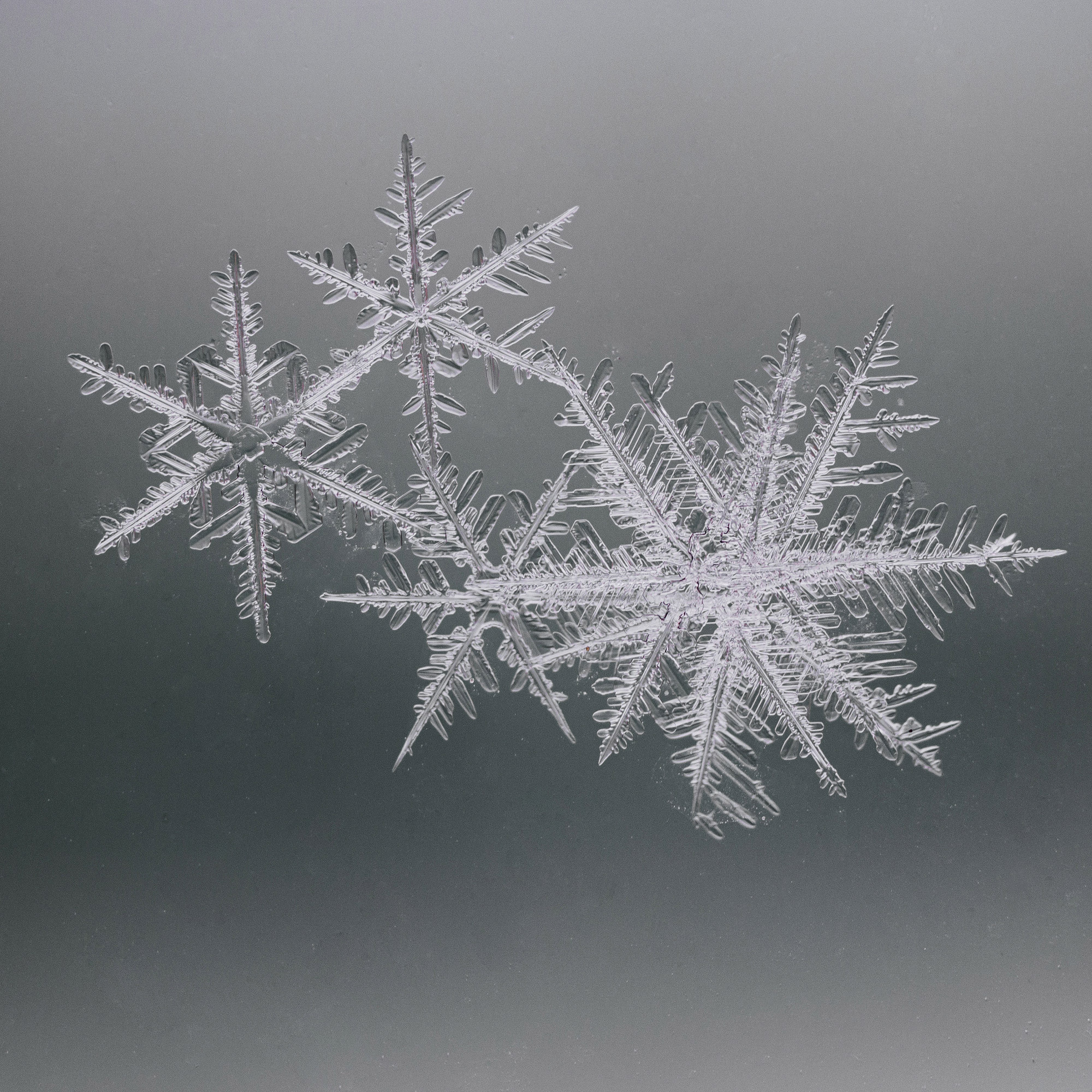 Снежинки. Фотограф Евгений Стельмах в Молодечно и Минске