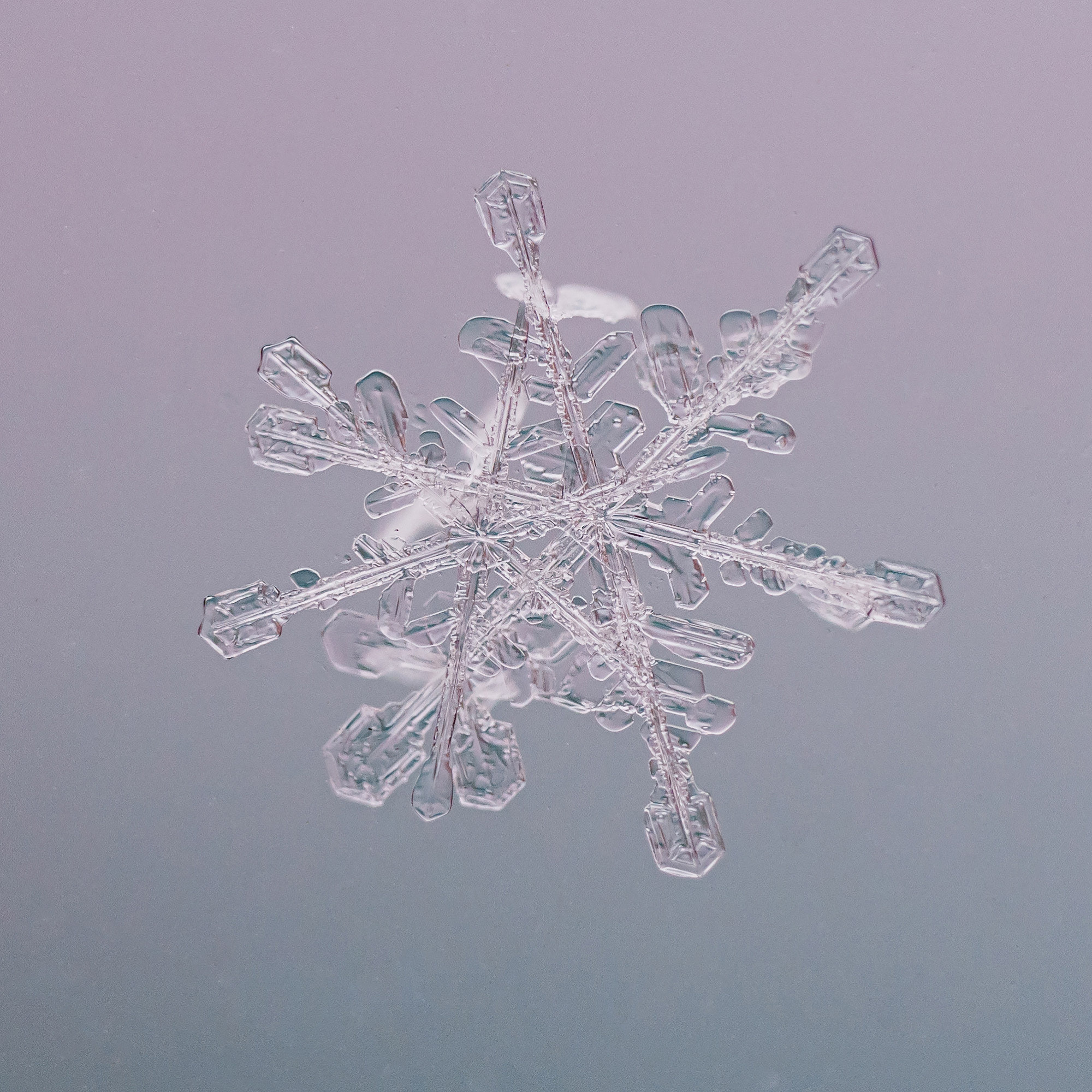 Снежинки. Фотограф Евгений Стельмах в Молодечно и Минске