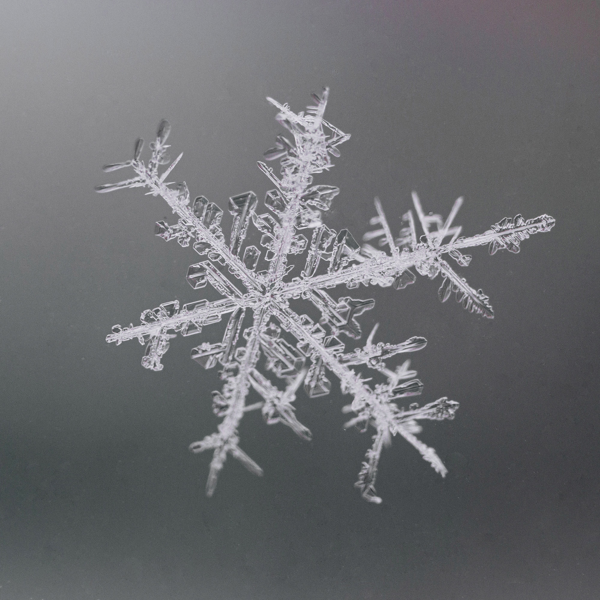 Снежинки. Фотограф Евгений Стельмах в Молодечно и Минске