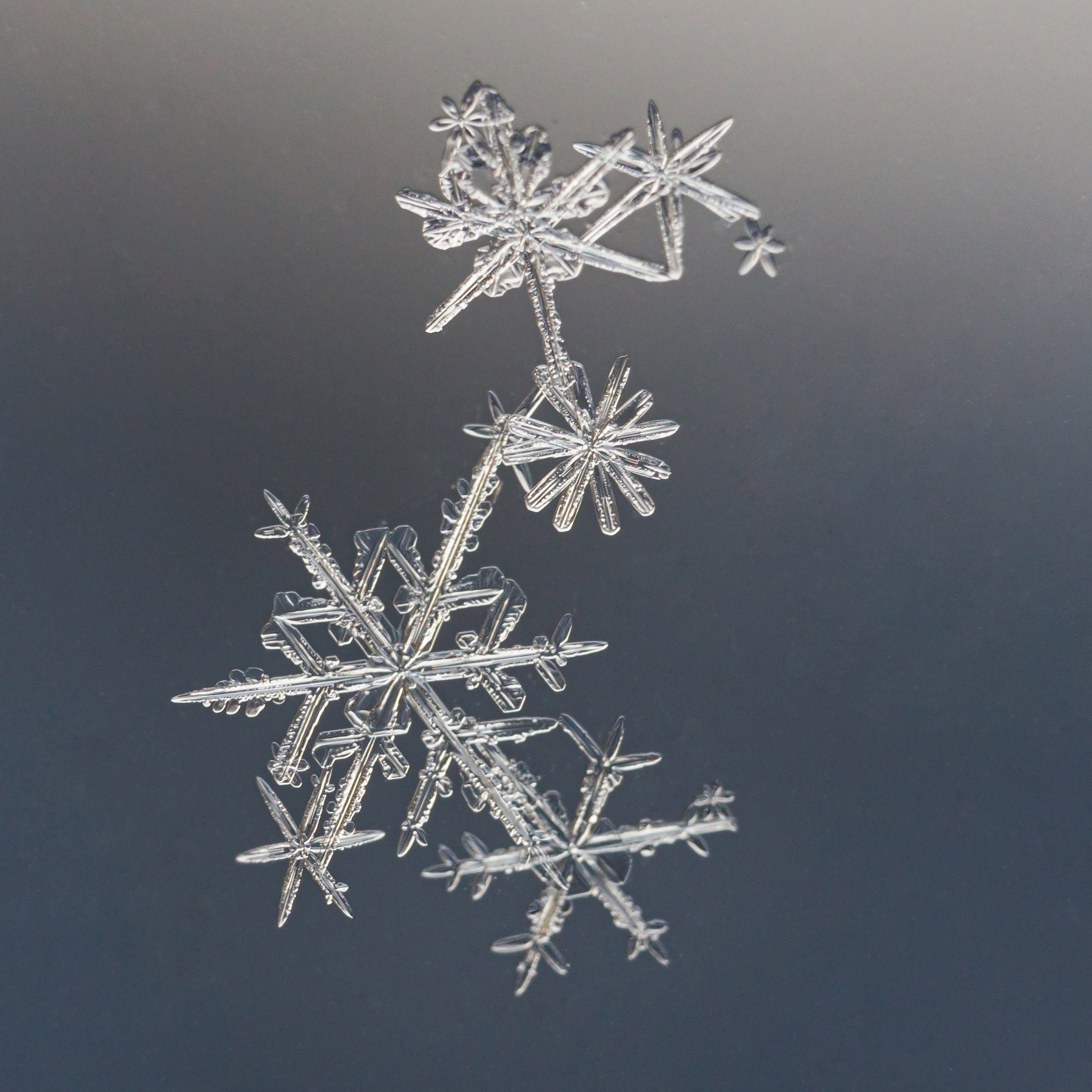 Снежинки. Фотограф Евгений Стельмах в Молодечно и Минске
