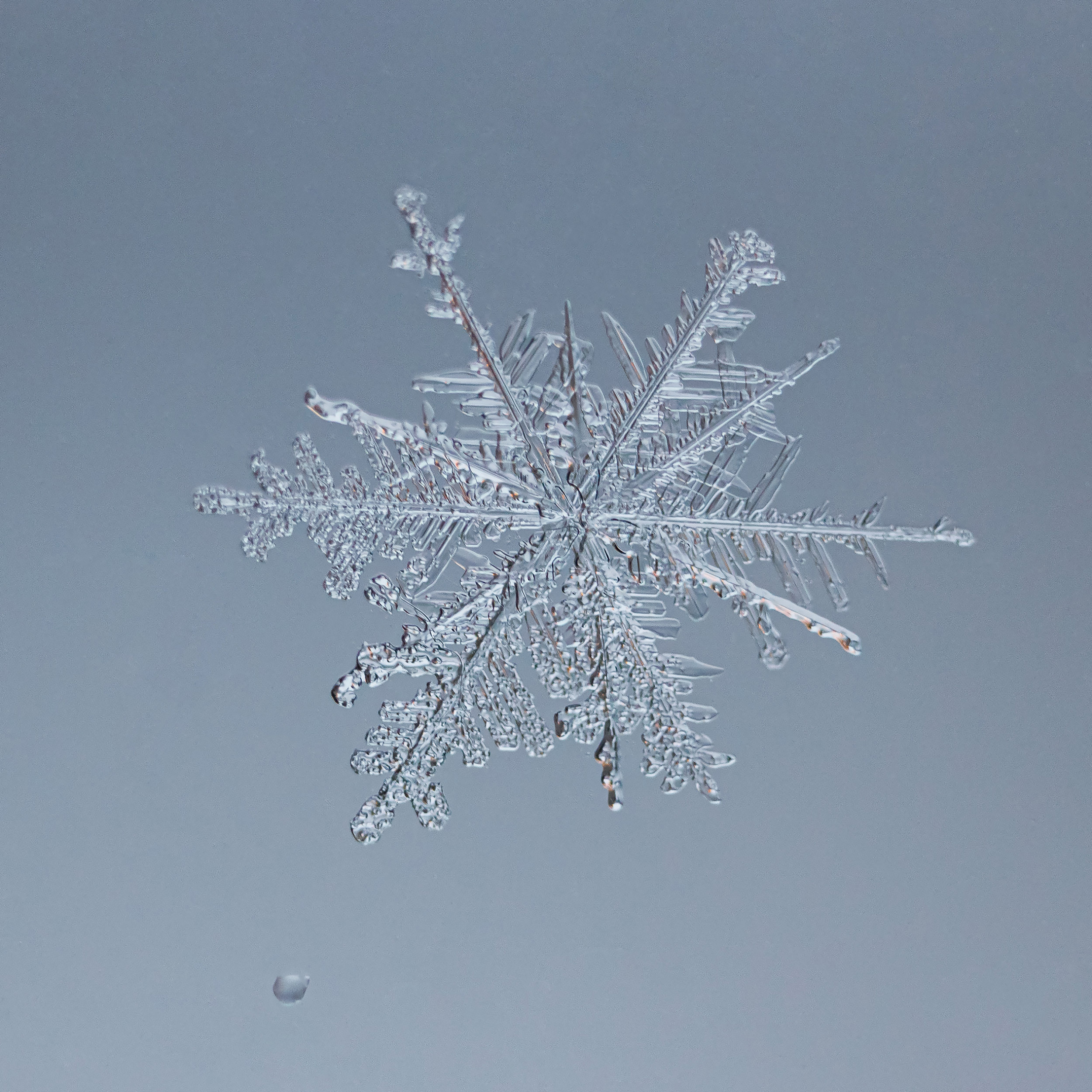 Снежинки. Фотограф Евгений Стельмах в Молодечно и Минске