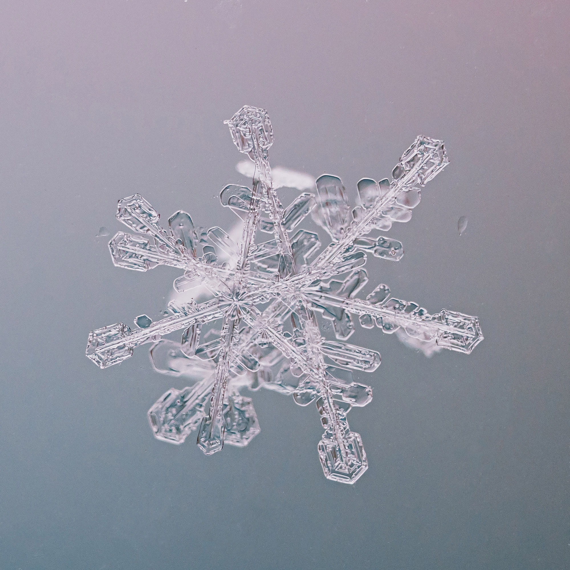 Снежинки. Фотограф Евгений Стельмах в Молодечно и Минске