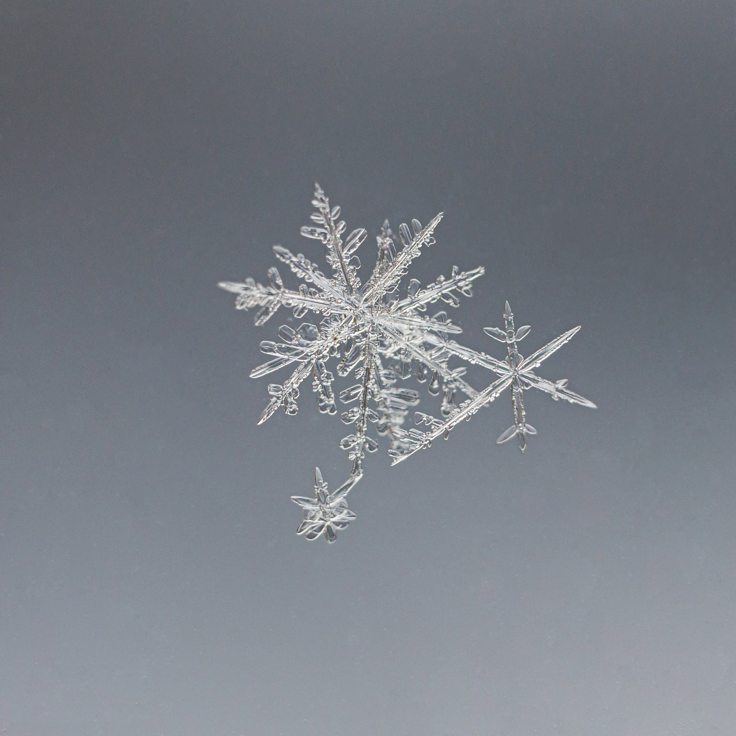 Снежинки. Фотограф Евгений Стельмах в Молодечно и Минске