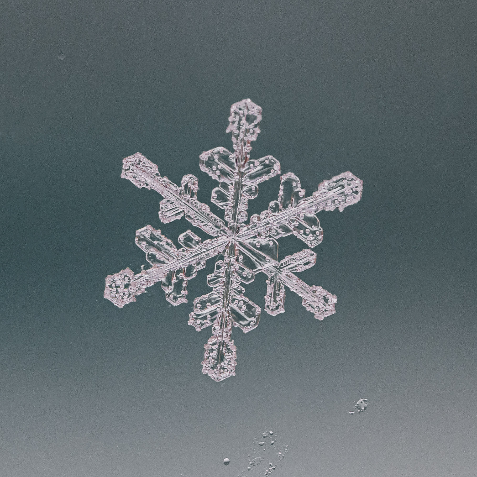 Снежинки. Фотограф Евгений Стельмах в Молодечно и Минске