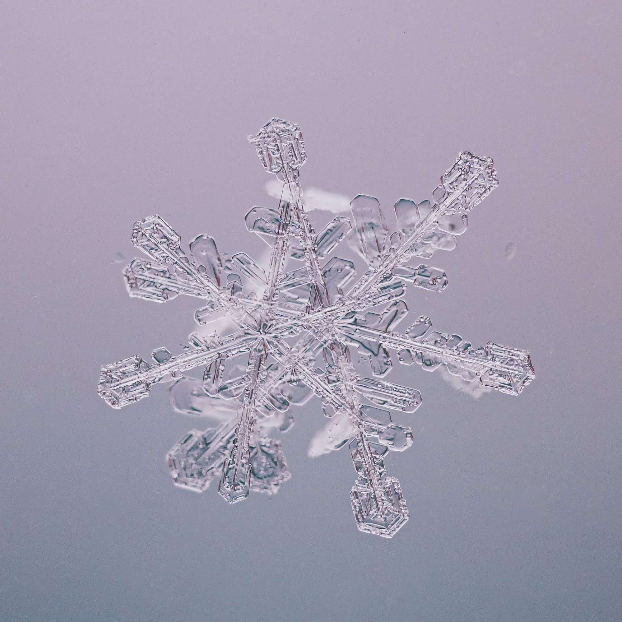 Снежинки. Фотограф Евгений Стельмах в Молодечно и Минске