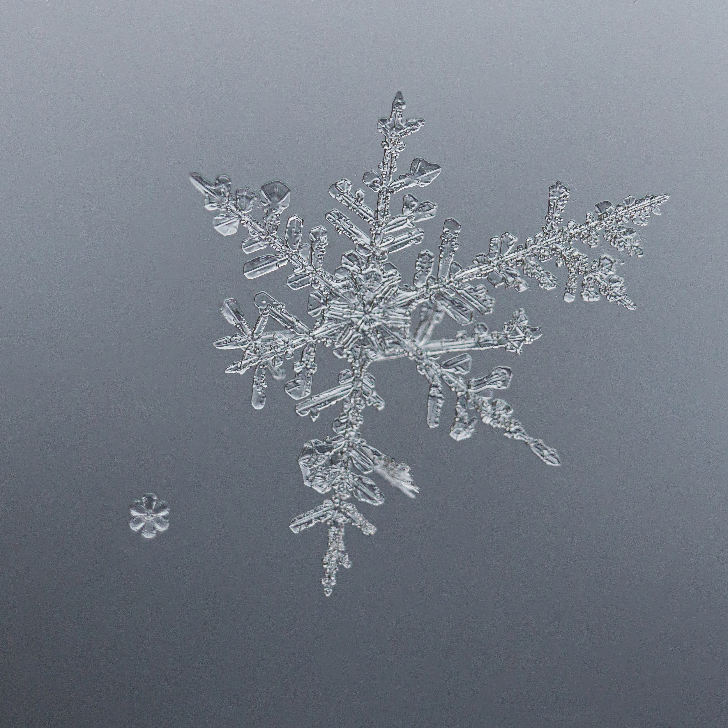 Снежинки. Фотограф Евгений Стельмах в Молодечно и Минске