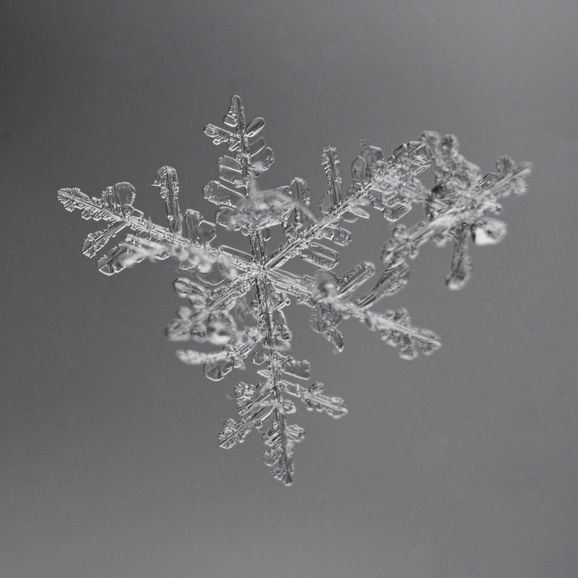 Снежинки. Фотограф Евгений Стельмах в Молодечно и Минске