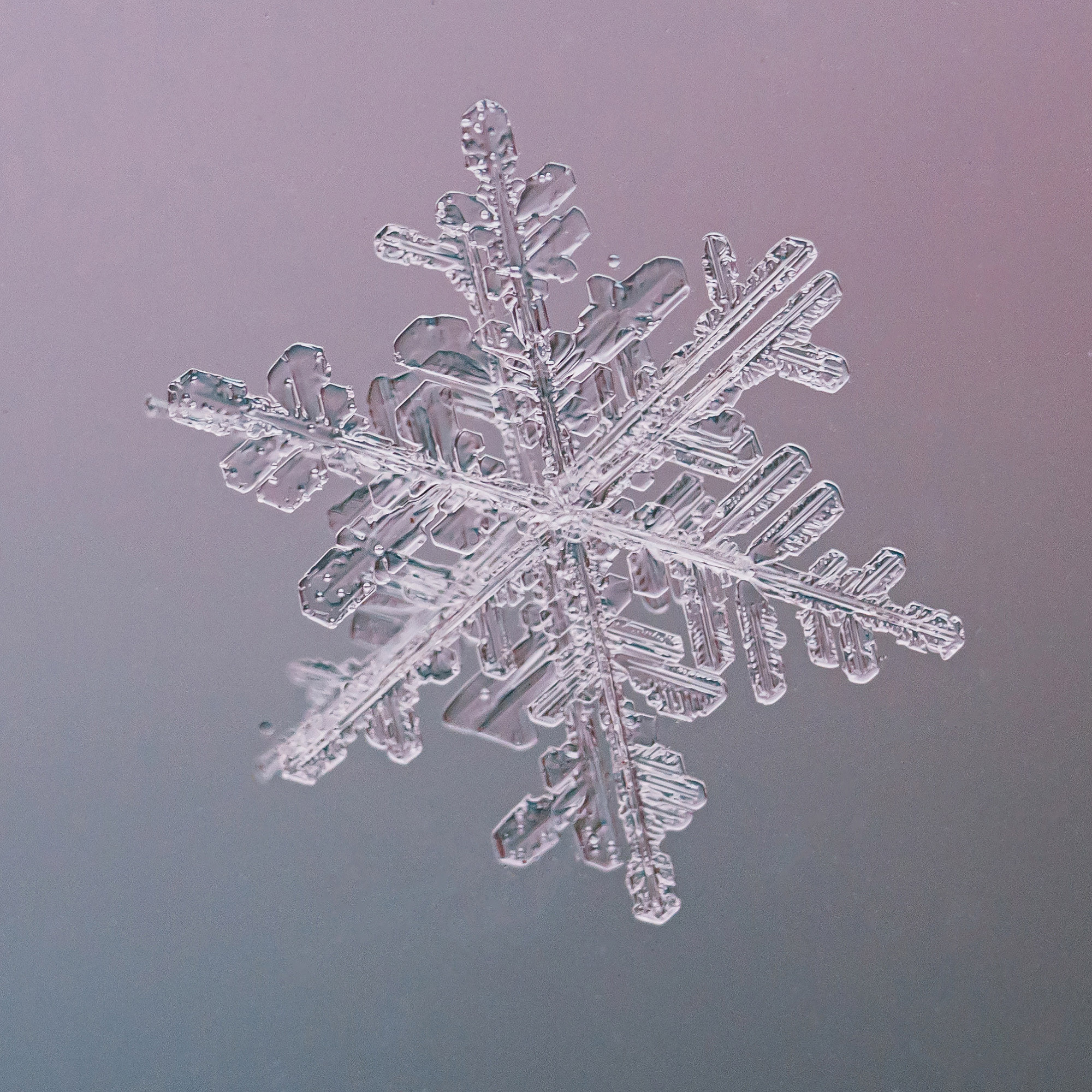 Снежинки. Фотограф Евгений Стельмах в Молодечно и Минске