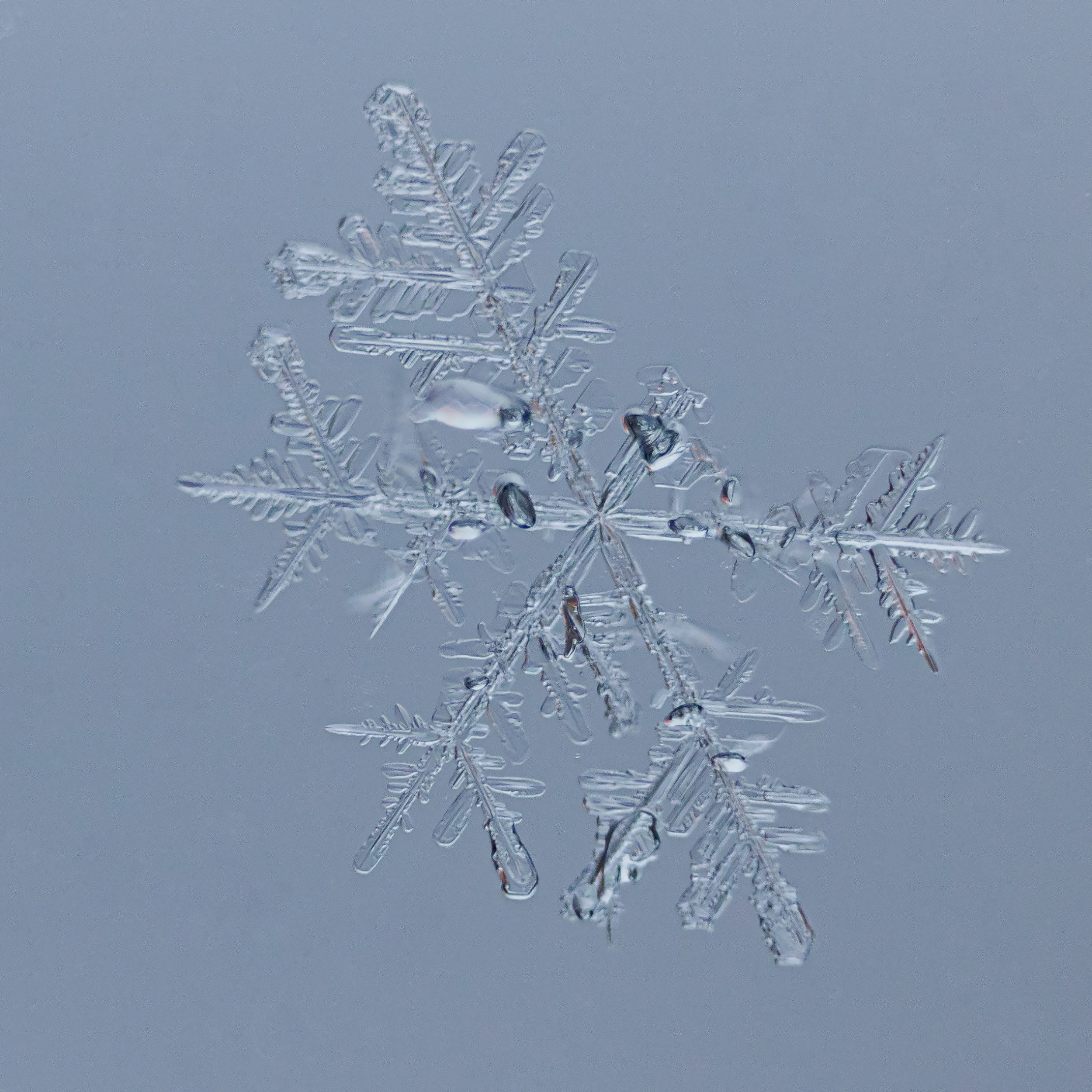 Снежинки. Фотограф Евгений Стельмах в Молодечно и Минске