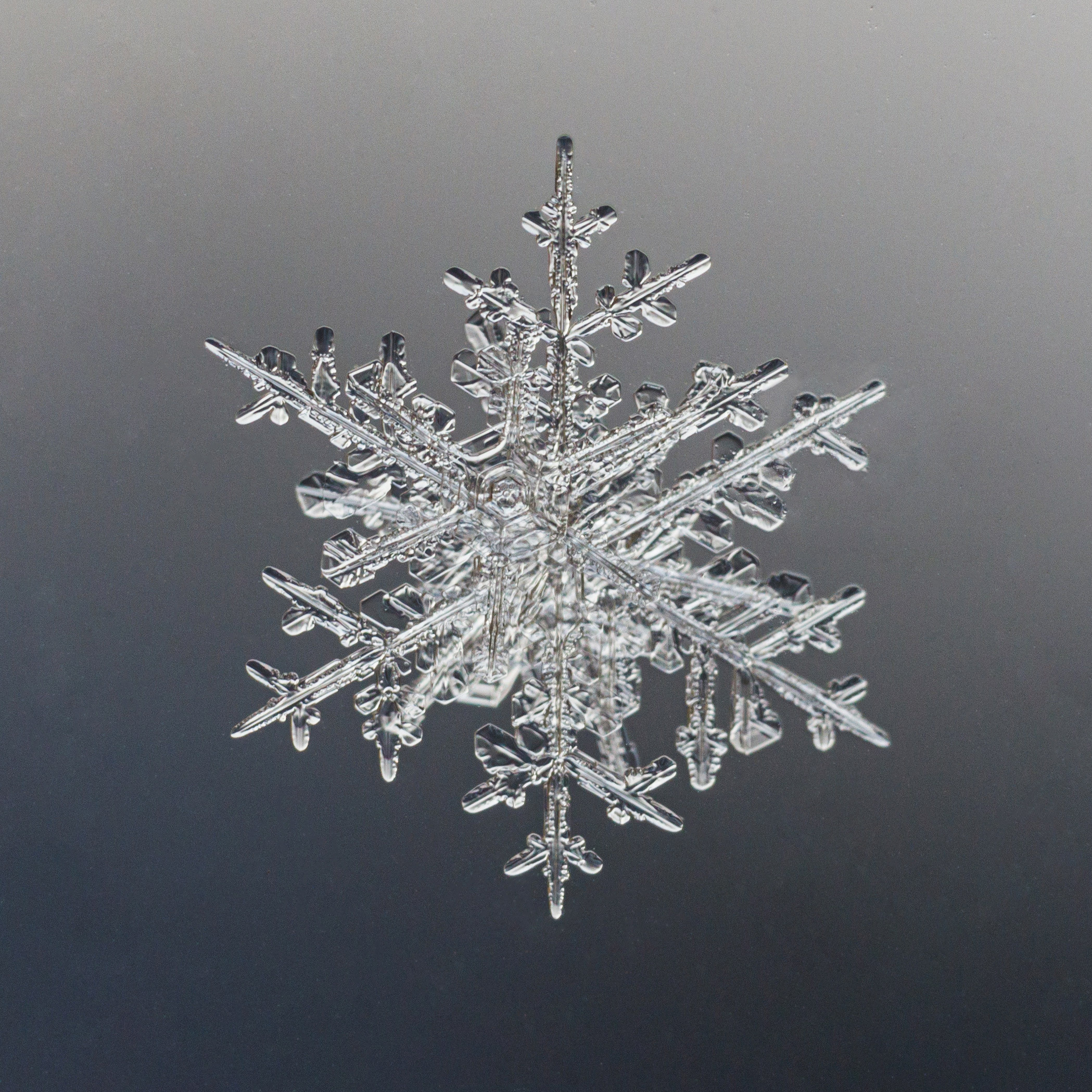 Снежинки. Фотограф Евгений Стельмах в Молодечно и Минске