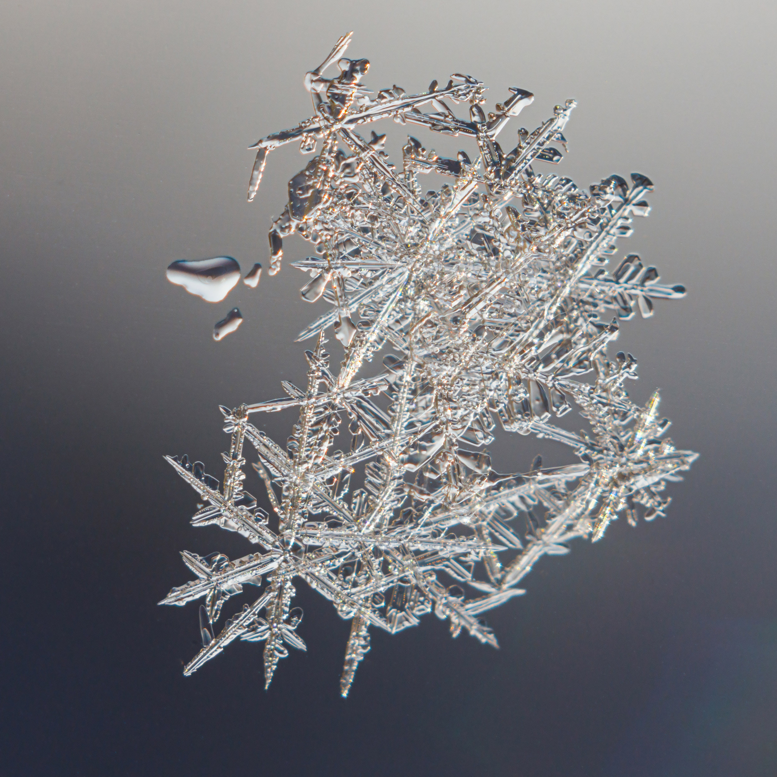 Снежинки. Фотограф Евгений Стельмах в Молодечно и Минске