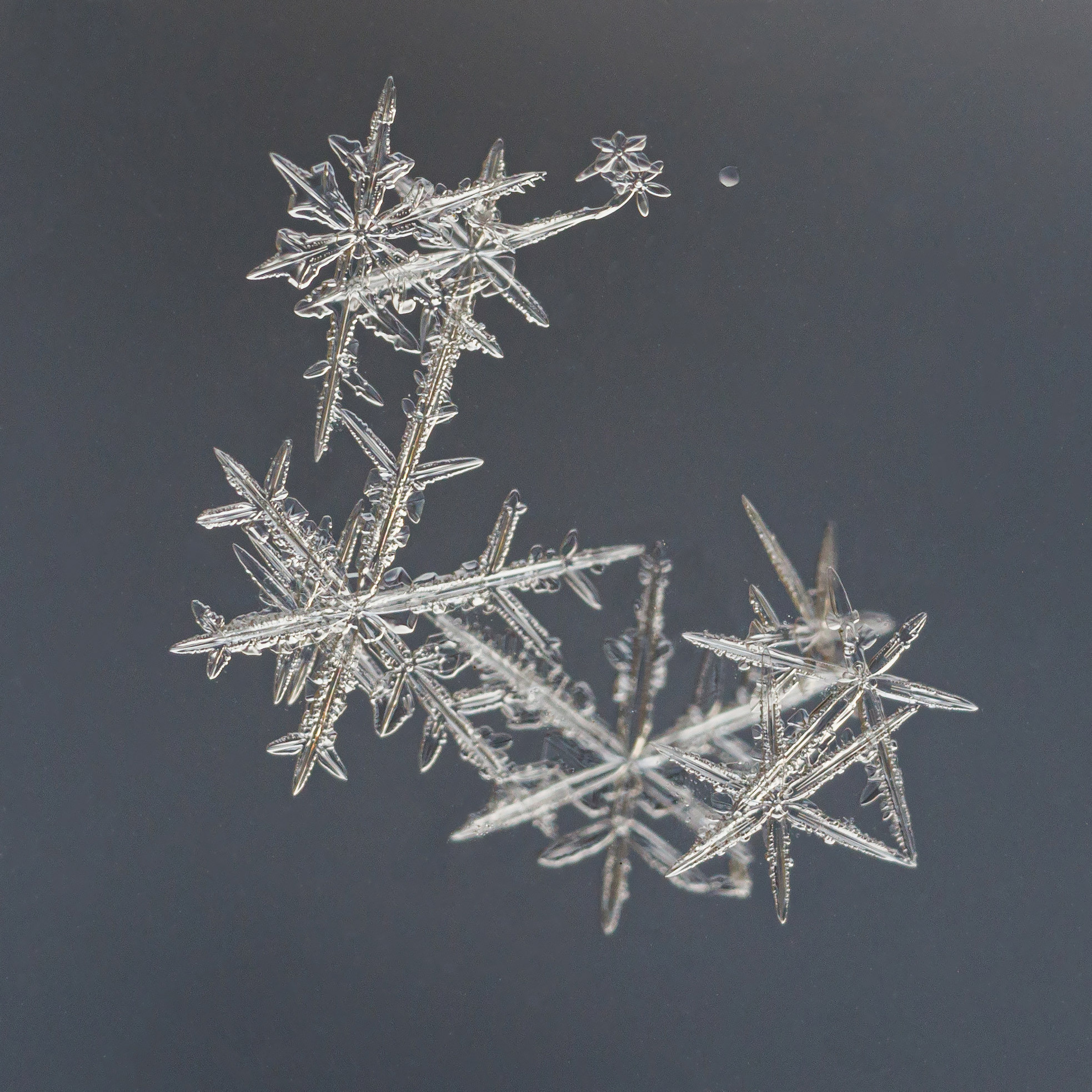 Снежинки. Фотограф Евгений Стельмах в Молодечно и Минске