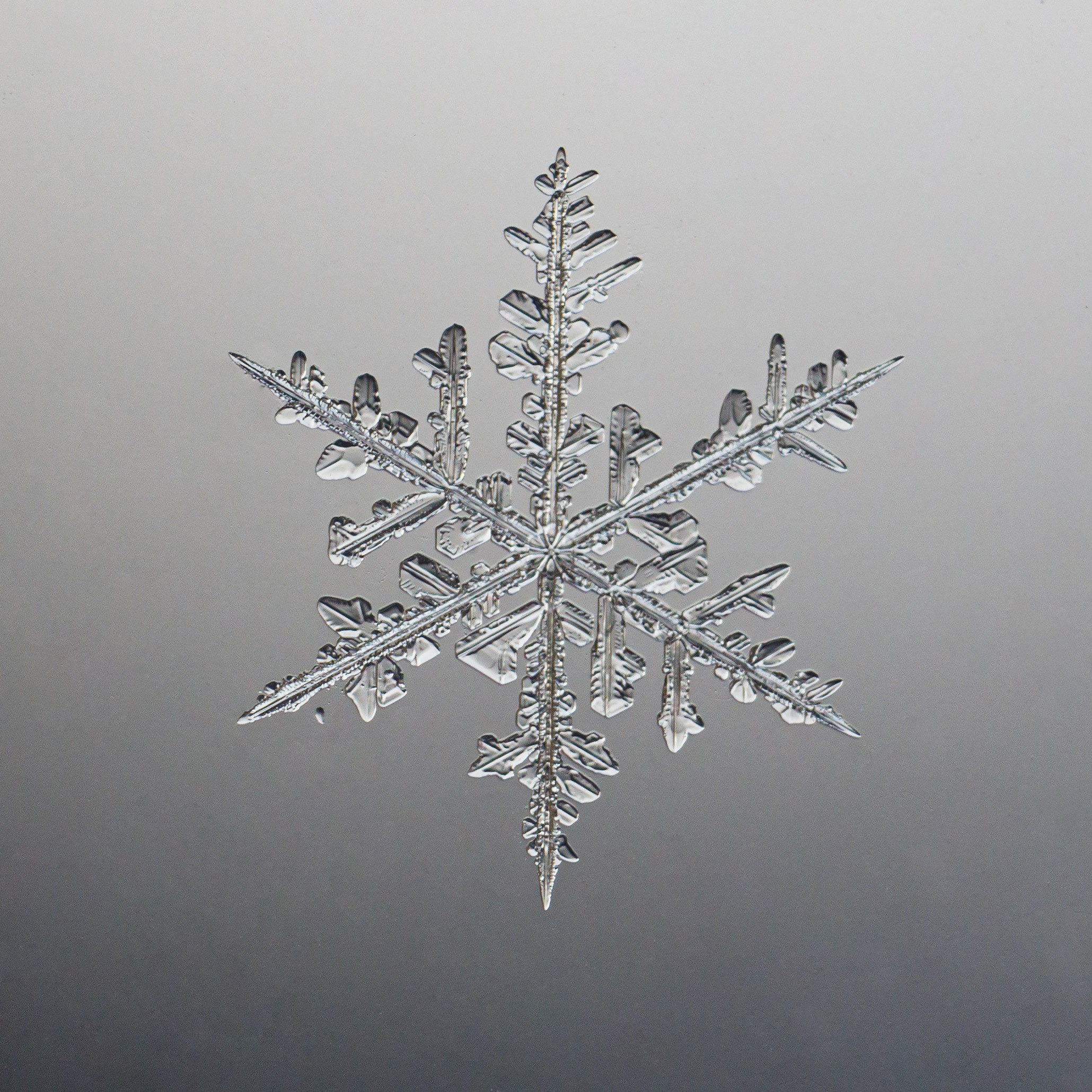 Снежинки. Фотограф Евгений Стельмах в Молодечно и Минске