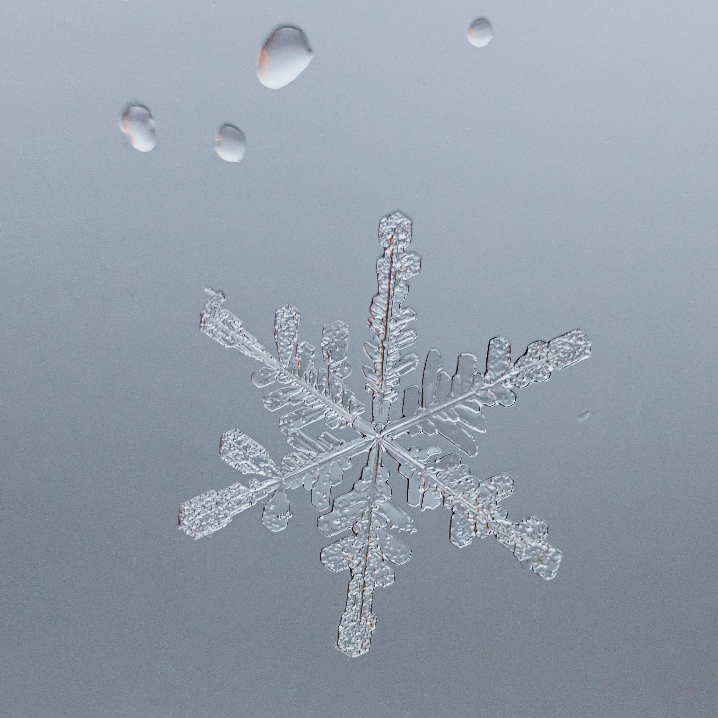 Снежинки. Фотограф Евгений Стельмах в Молодечно и Минске