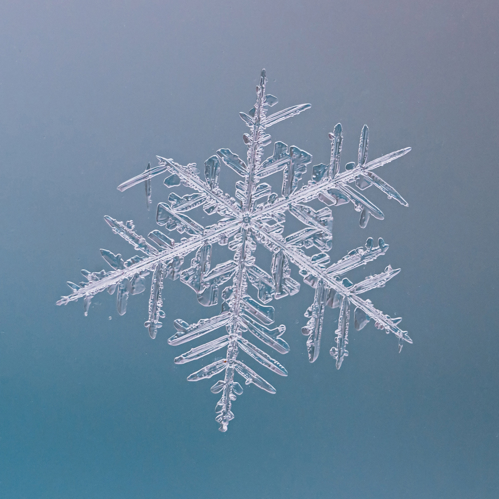 Снежинки. Фотограф Евгений Стельмах в Молодечно и Минске