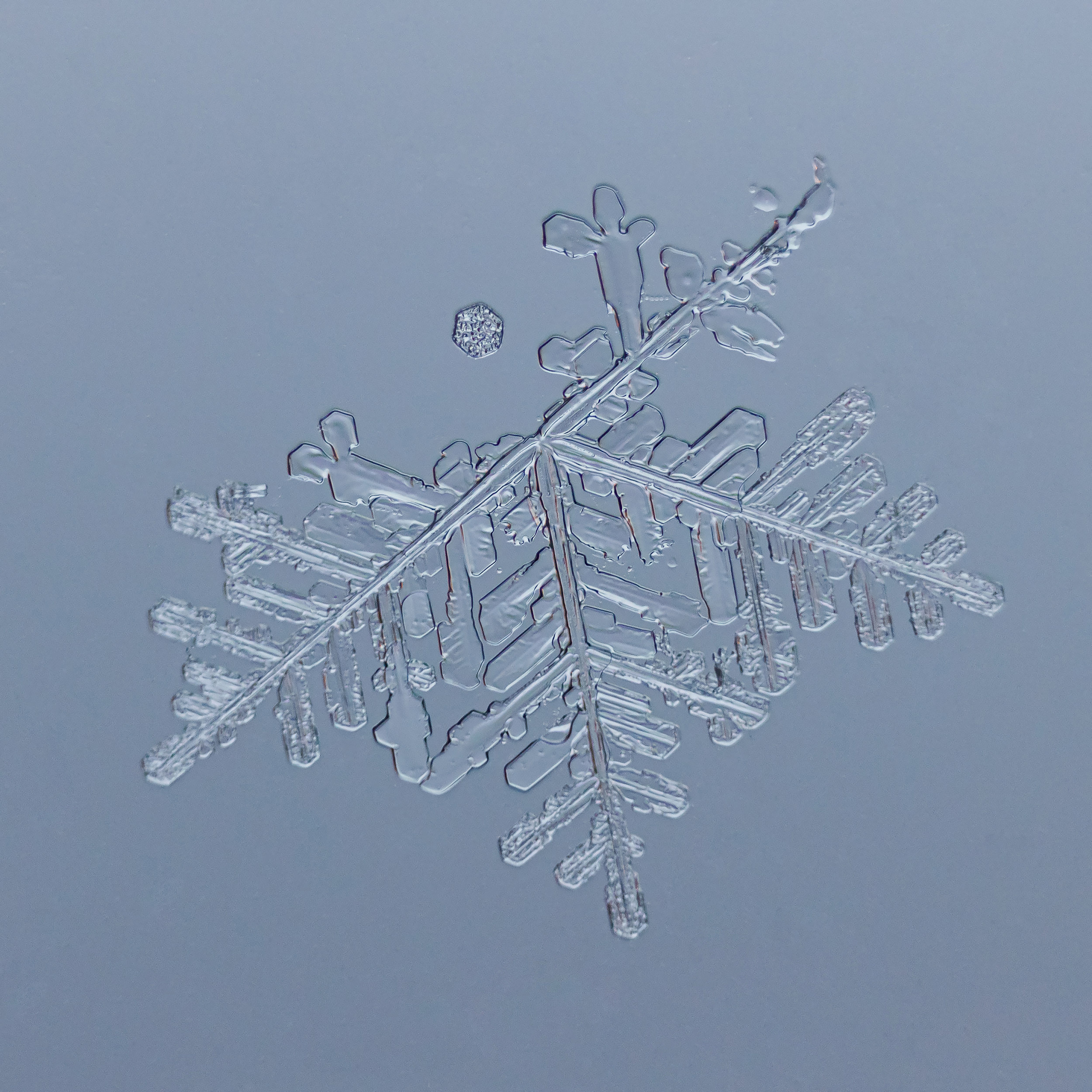 Снежинки. Фотограф Евгений Стельмах в Молодечно и Минске