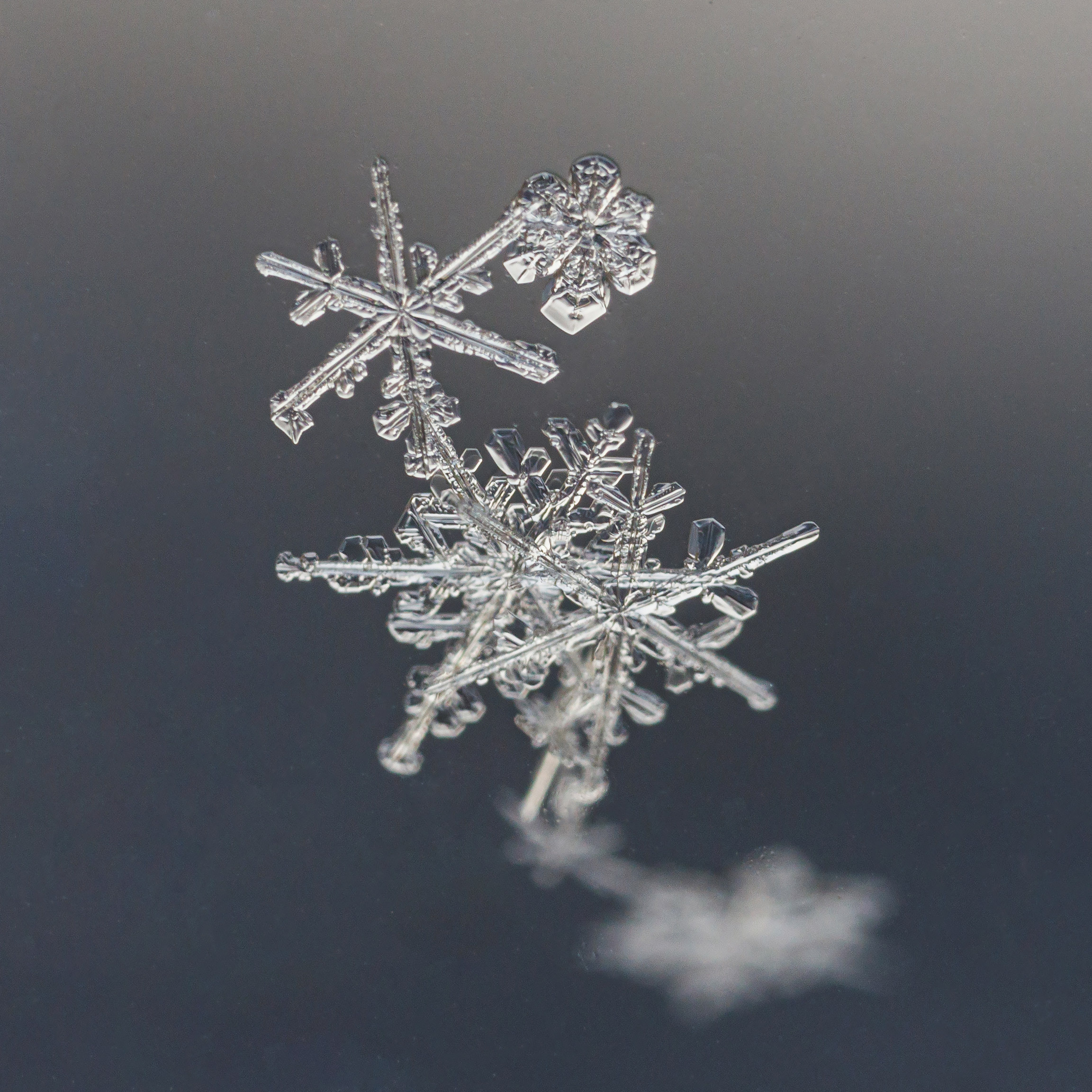 Снежинки. Фотограф Евгений Стельмах в Молодечно и Минске