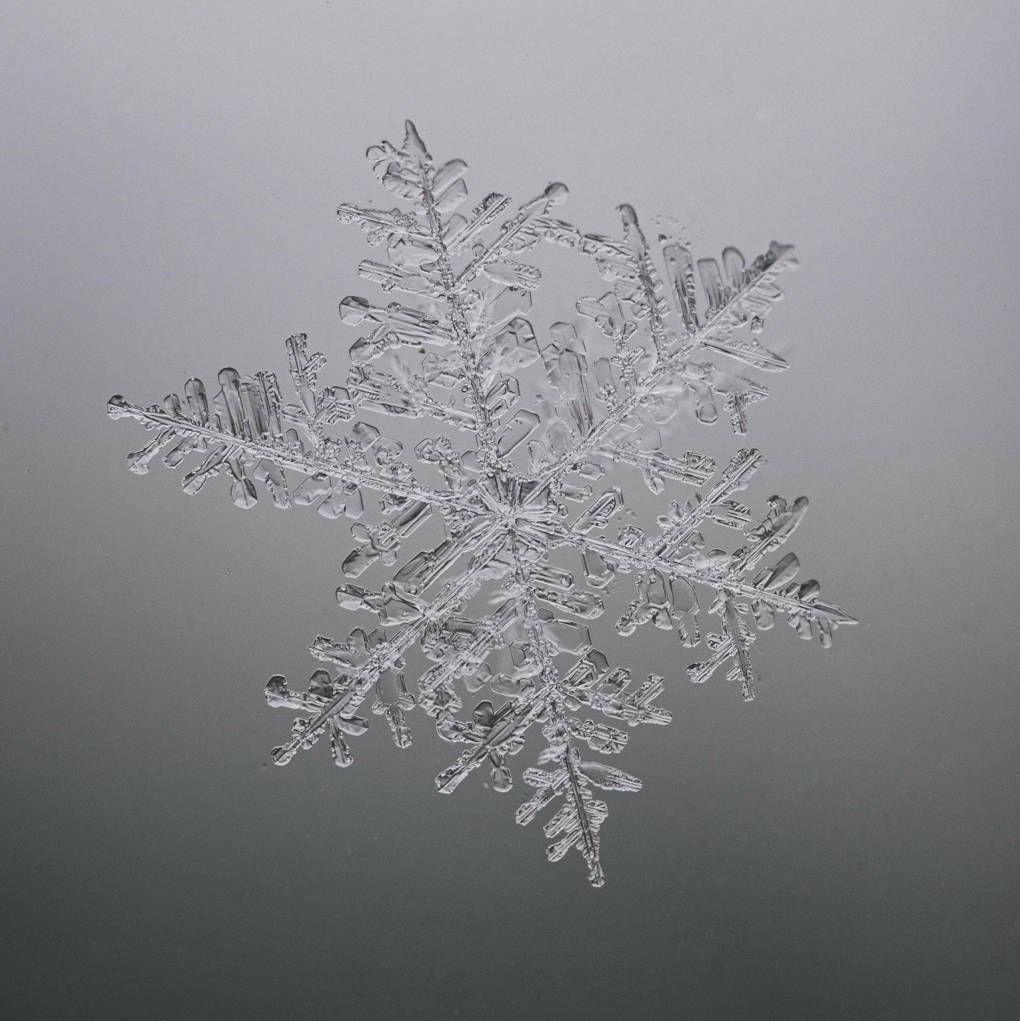 Снежинки. Фотограф Евгений Стельмах в Молодечно и Минске