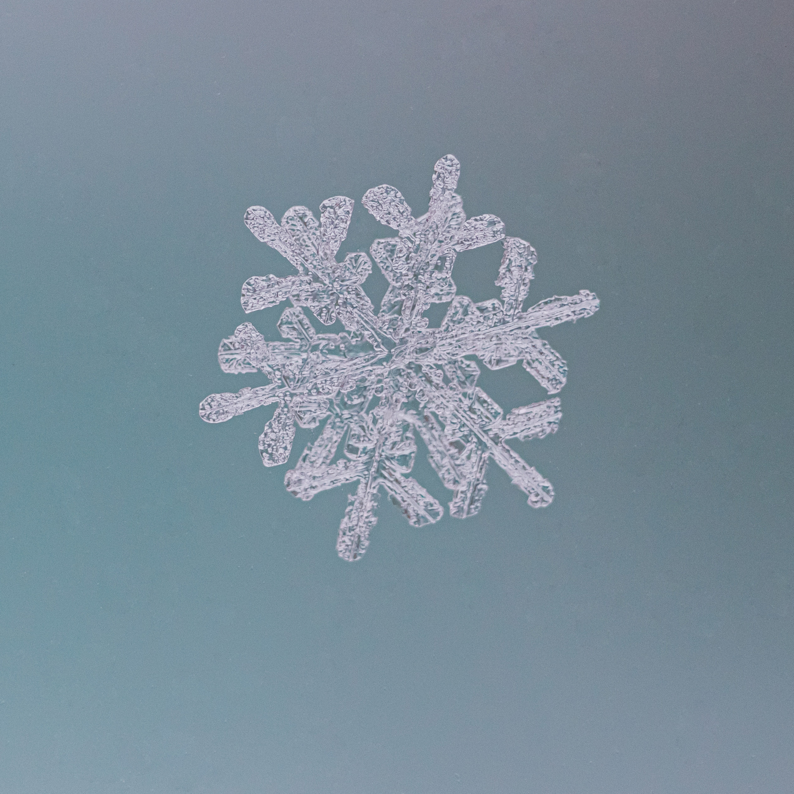 Снежинки. Фотограф Евгений Стельмах в Молодечно и Минске