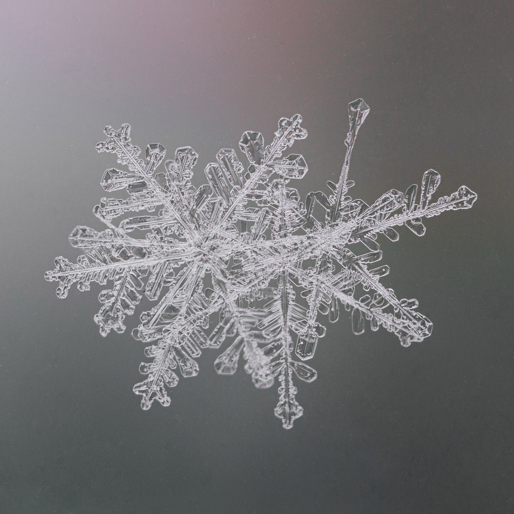 Снежинки. Фотограф Евгений Стельмах в Молодечно и Минске