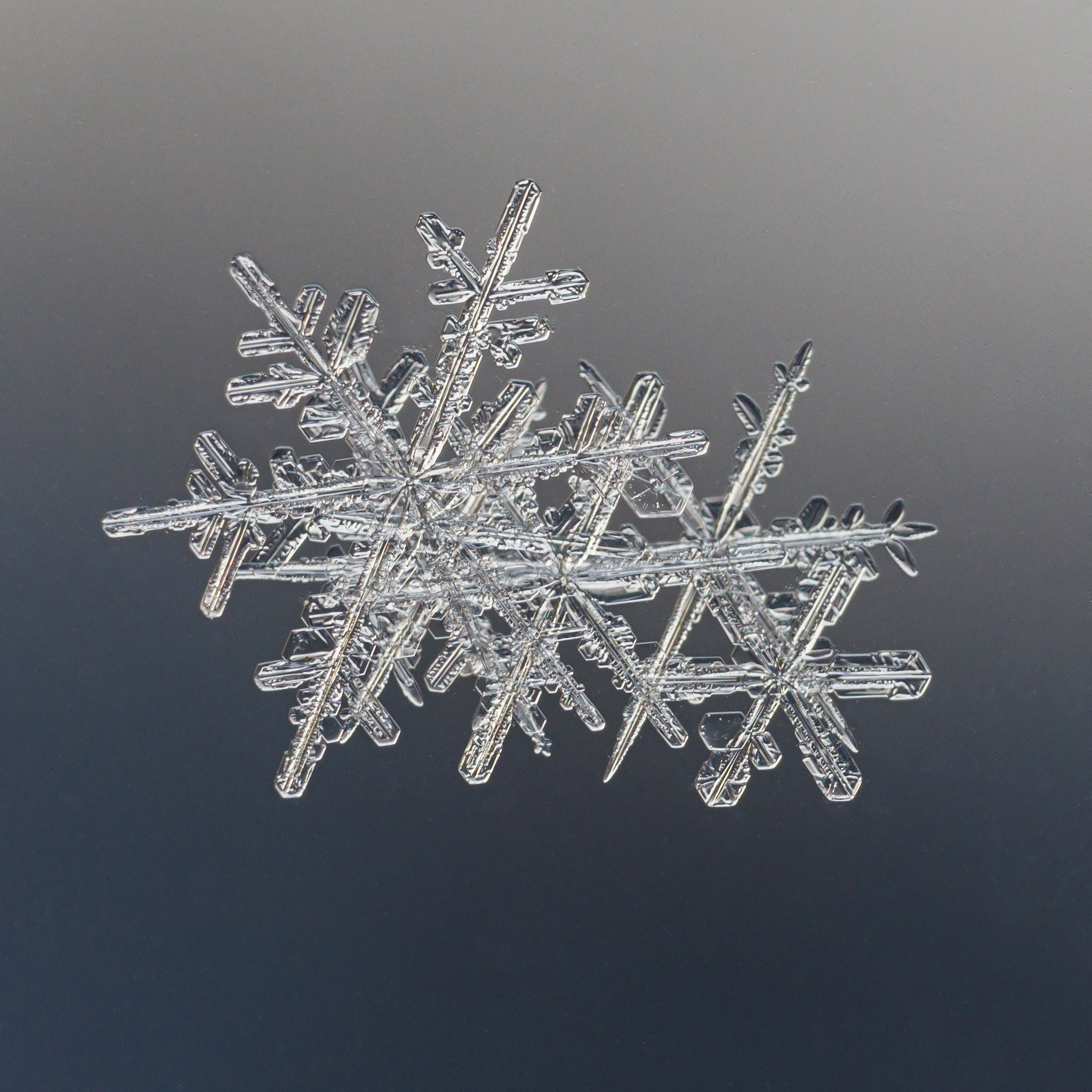 Снежинки. Фотограф Евгений Стельмах в Молодечно и Минске