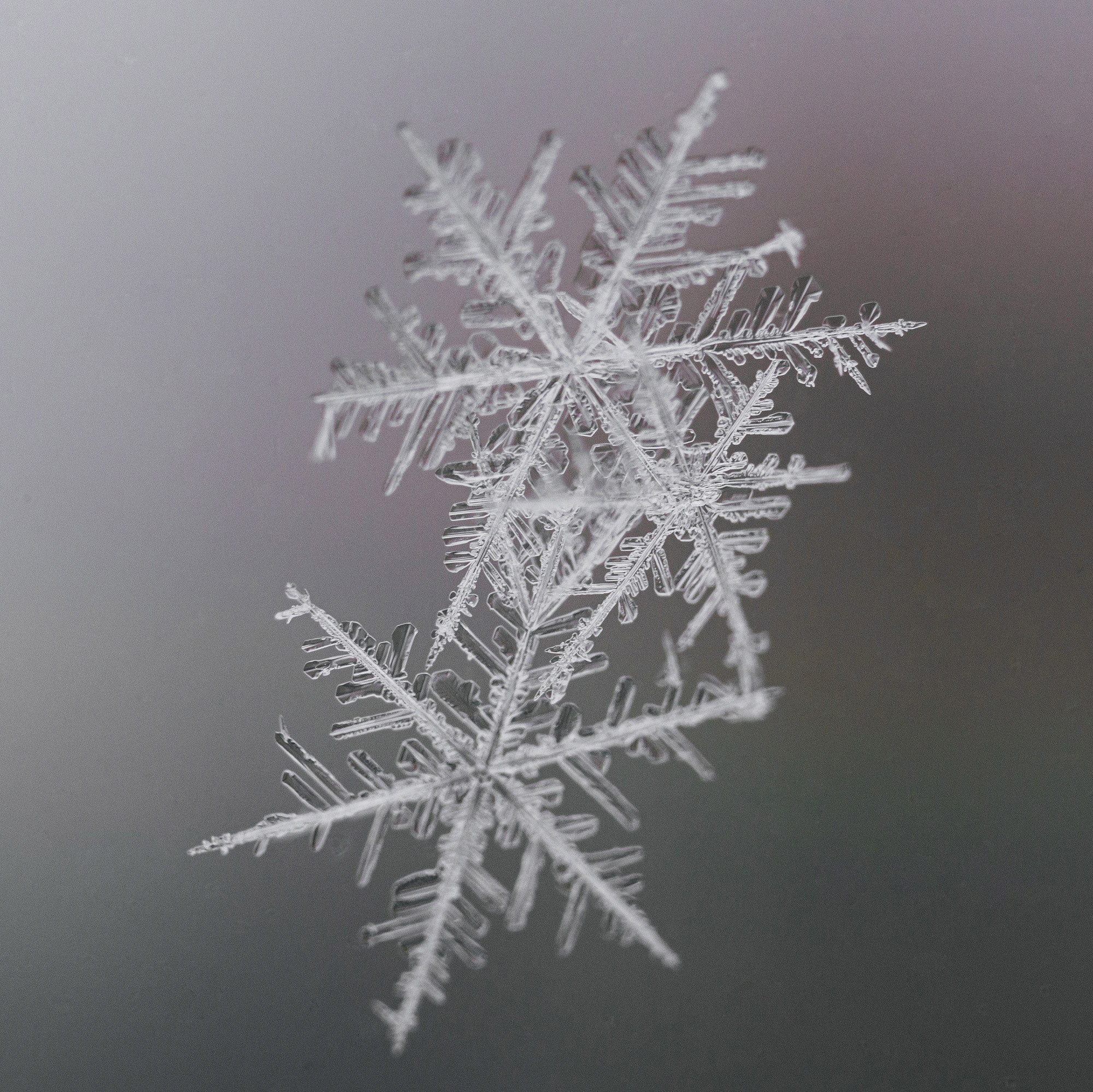Снежинки. Фотограф Евгений Стельмах в Молодечно и Минске