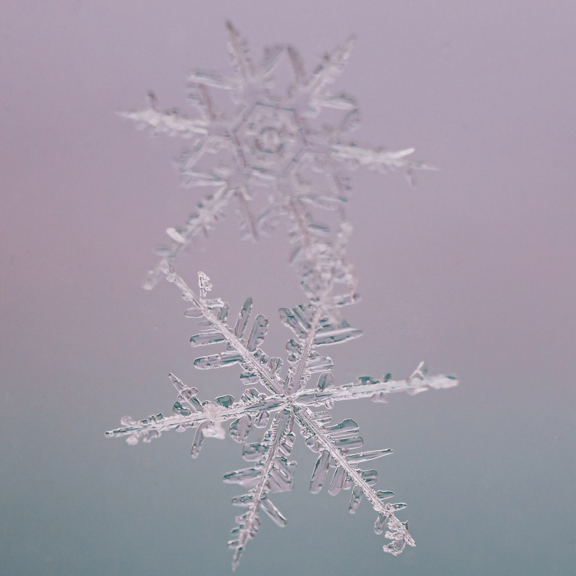 Снежинки. Фотограф Евгений Стельмах в Молодечно и Минске