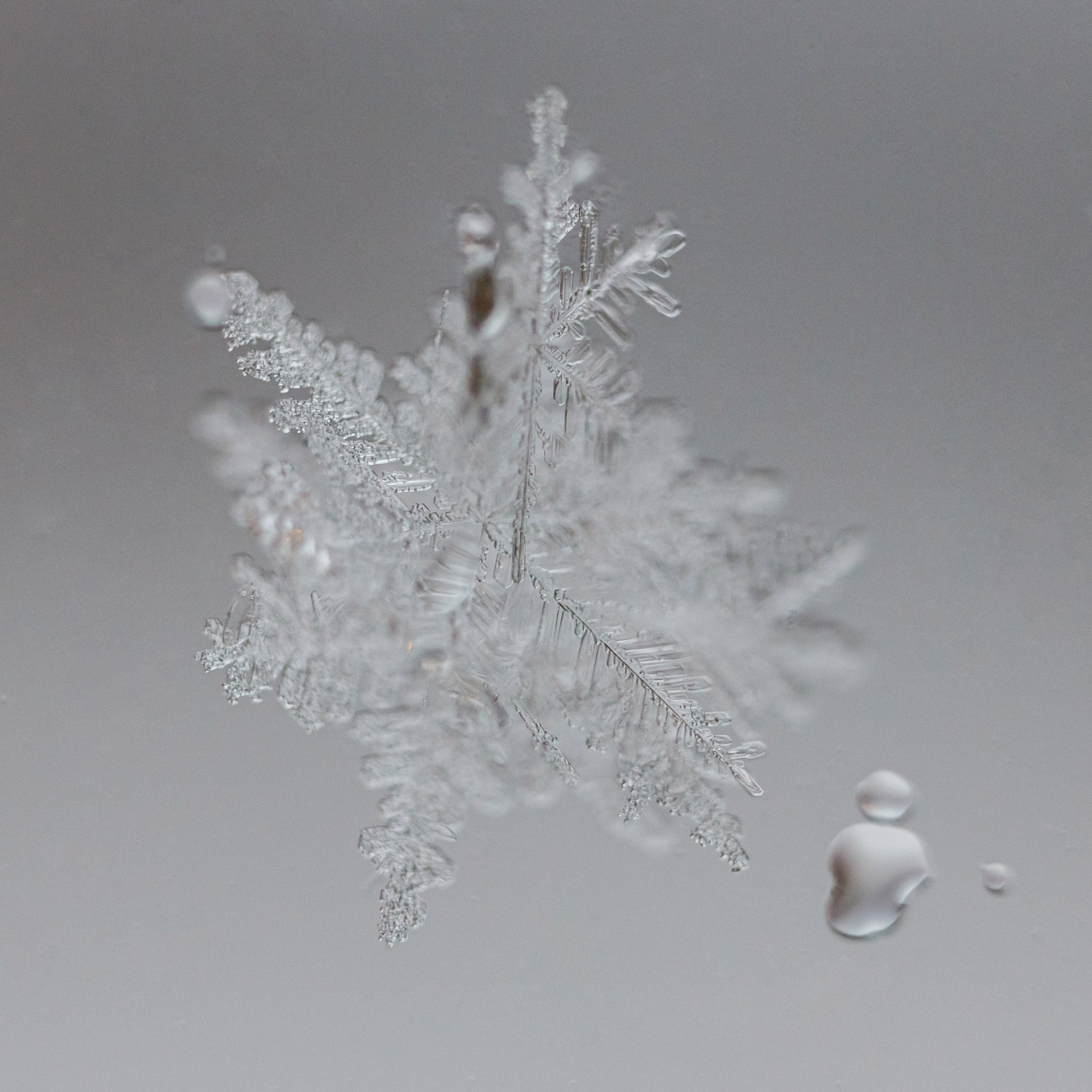 Снежинки. Фотограф Евгений Стельмах в Молодечно и Минске