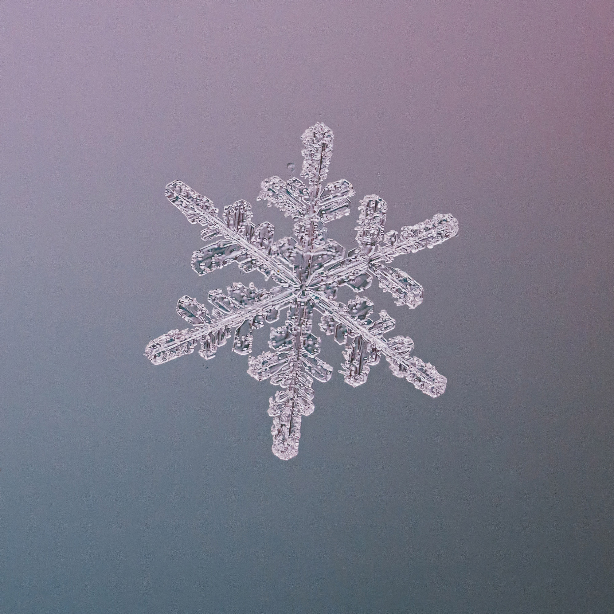 Снежинки. Фотограф Евгений Стельмах в Молодечно и Минске