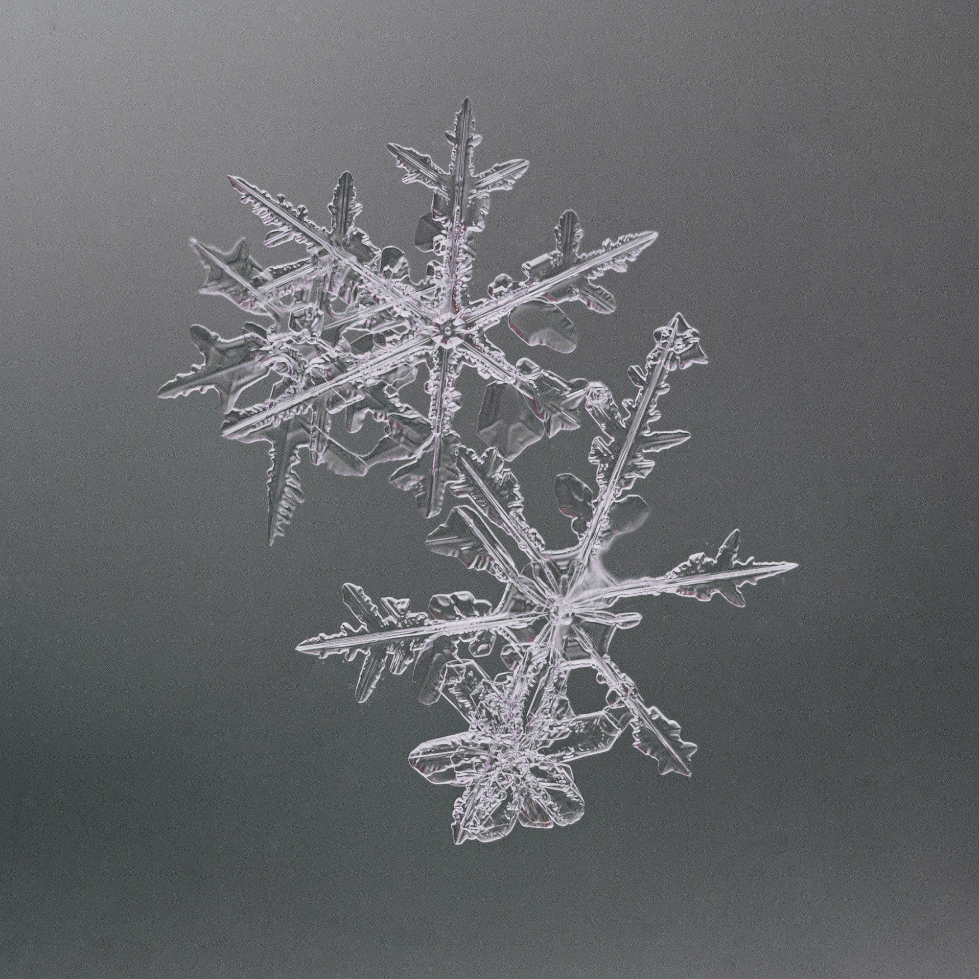 Снежинки. Фотограф Евгений Стельмах в Молодечно и Минске