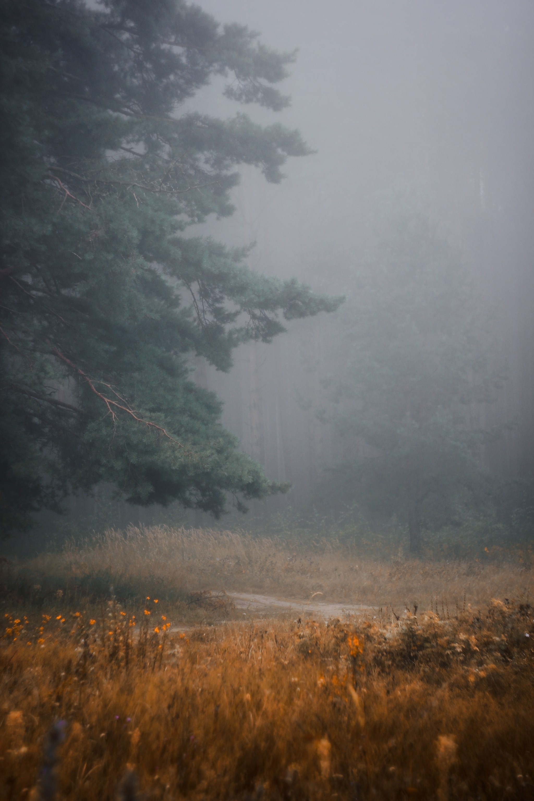 Меланхолия августа. С любовью, фотохудожник