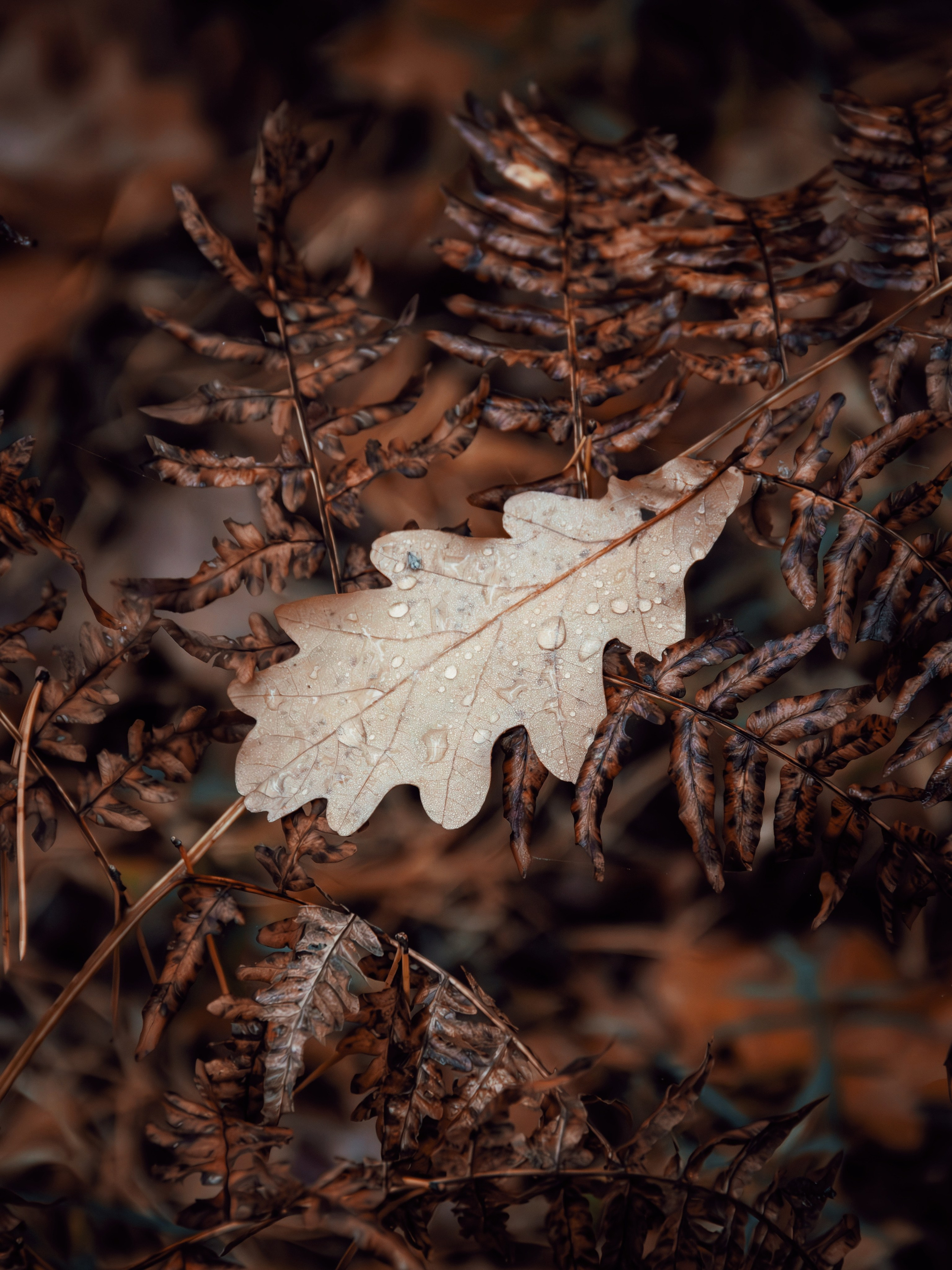 Октябрьский туман. С любовью, фотохудожник